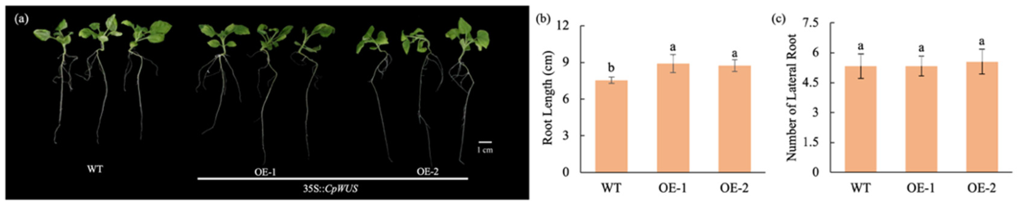 Plants 14 01144 g007
