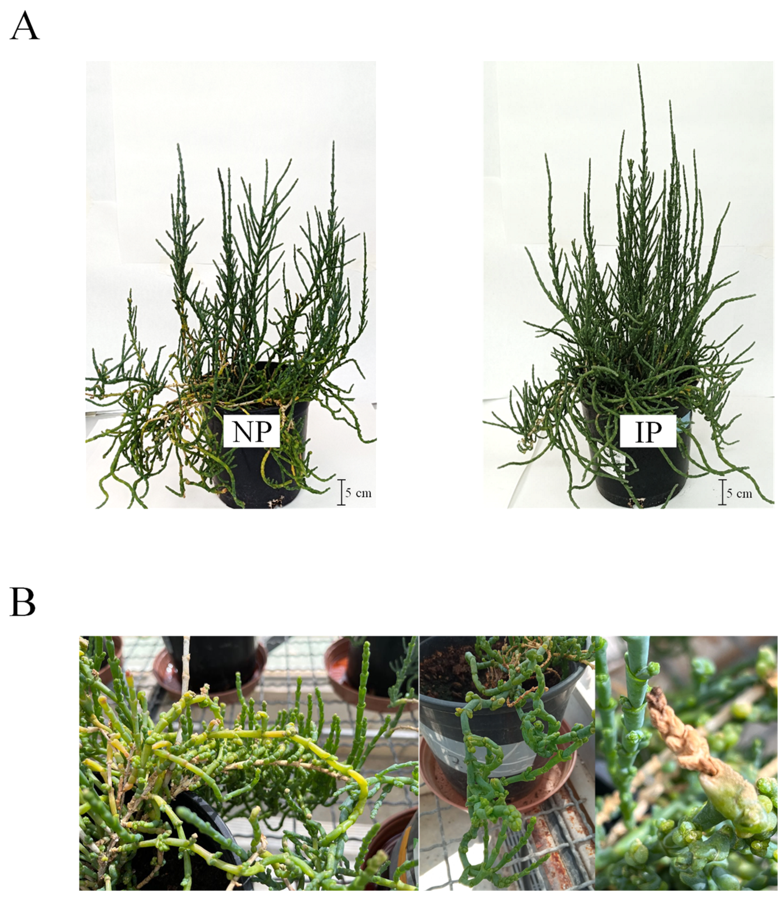 Plants 14 01164 g001