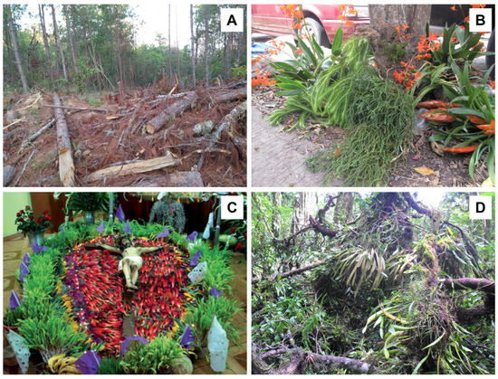 Plants 14 01188 g011