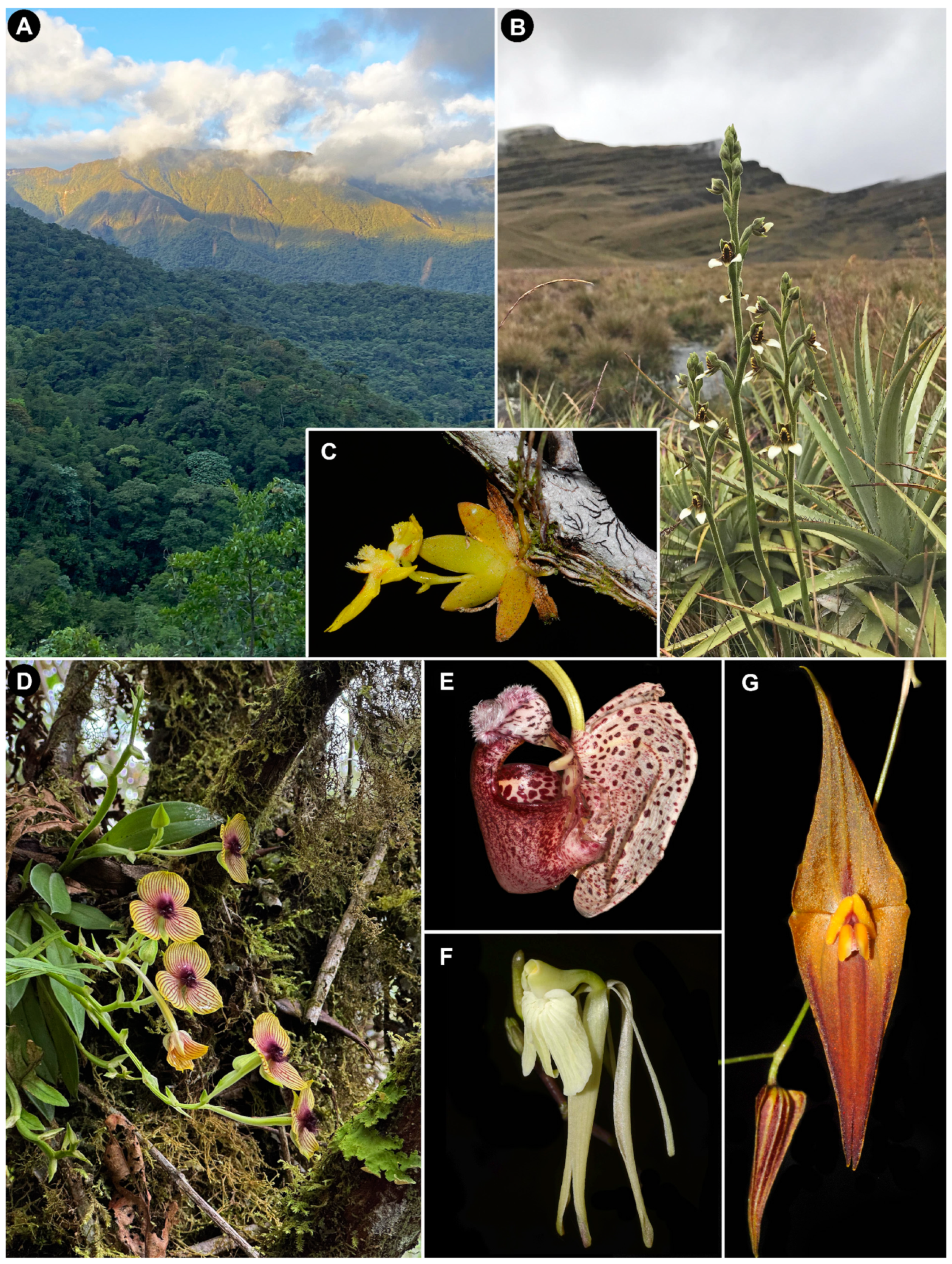 Plants 14 01193 g001