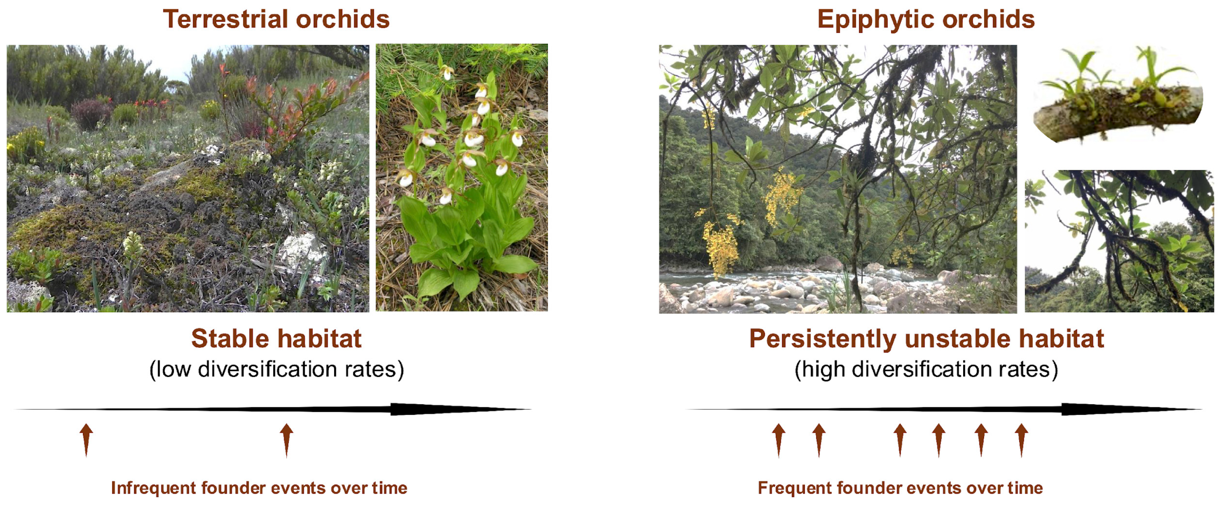 Plants 14 01193 g003