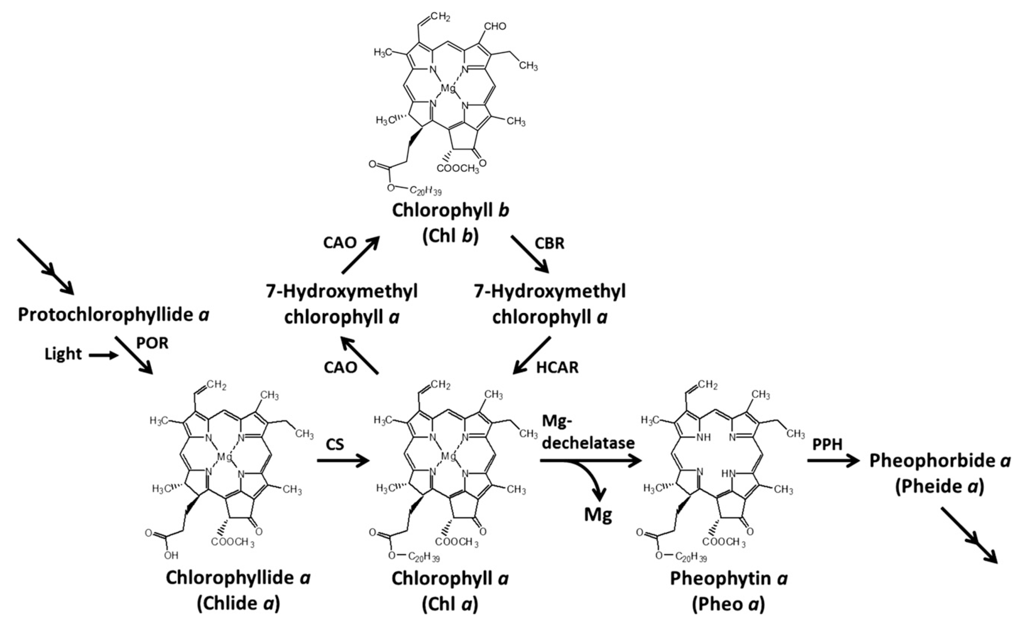 Plants 14 01211 g002