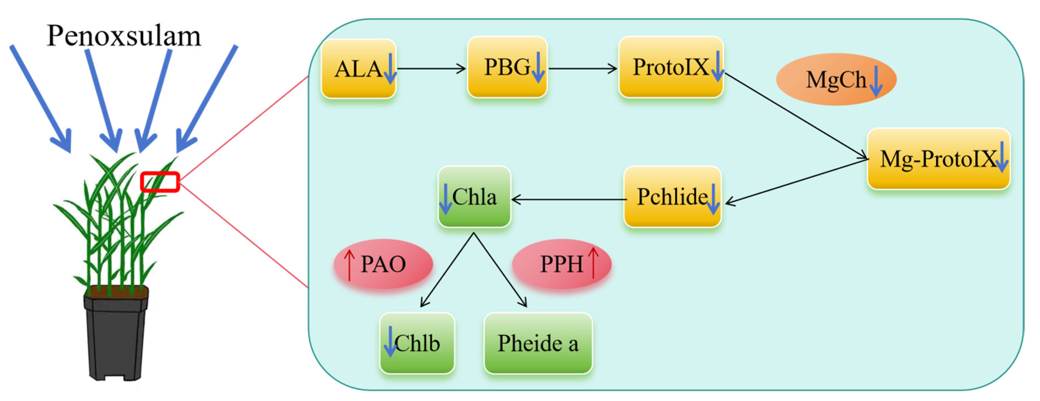 Plants 14 01211 g011