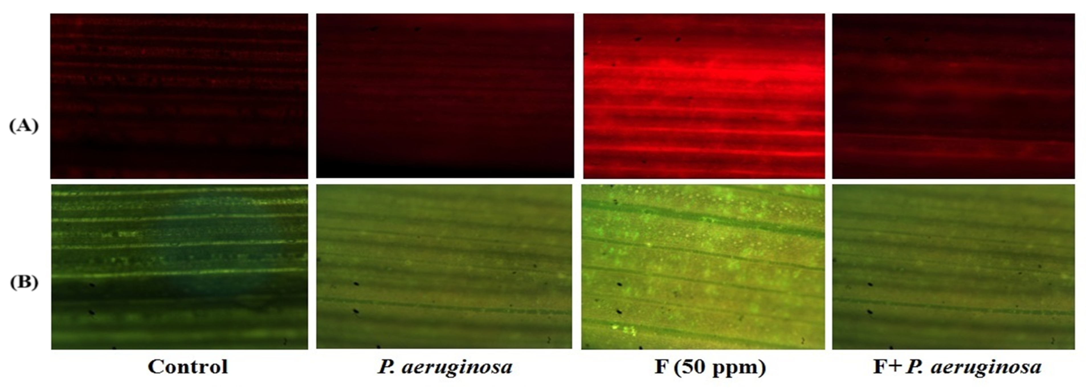 Plants 14 01223 g005