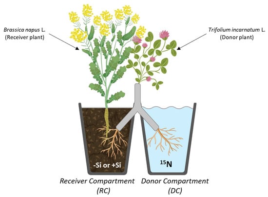 Plants 14 01246 g003