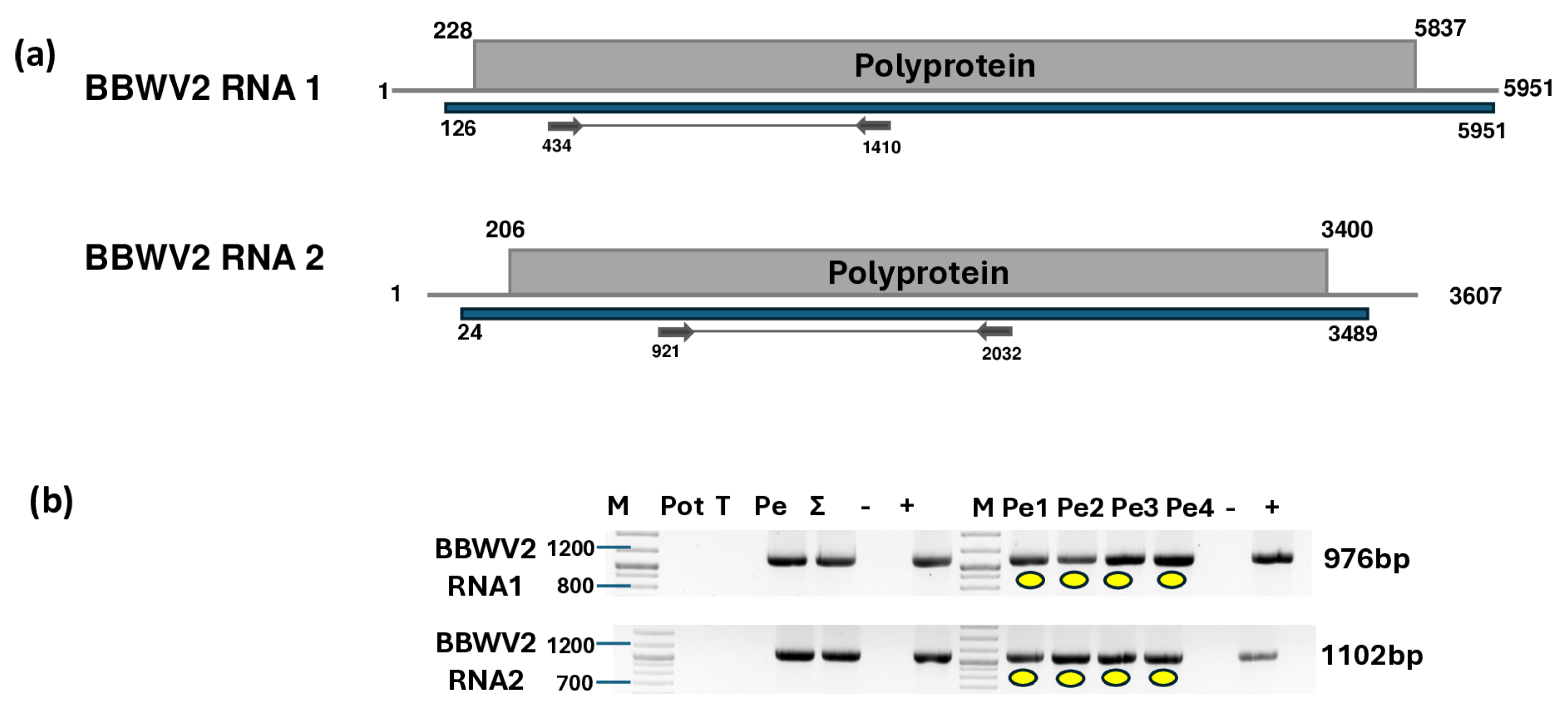 Plants 14 01273 g003