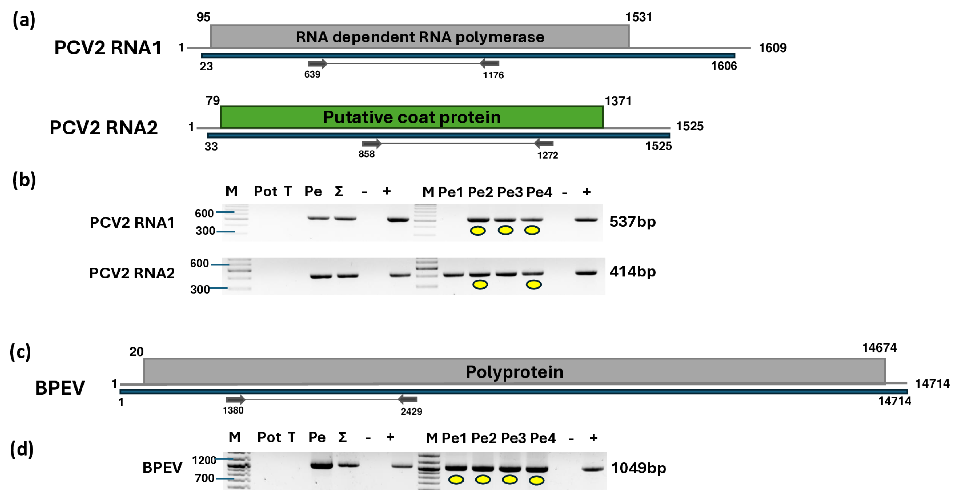 Plants 14 01273 g007