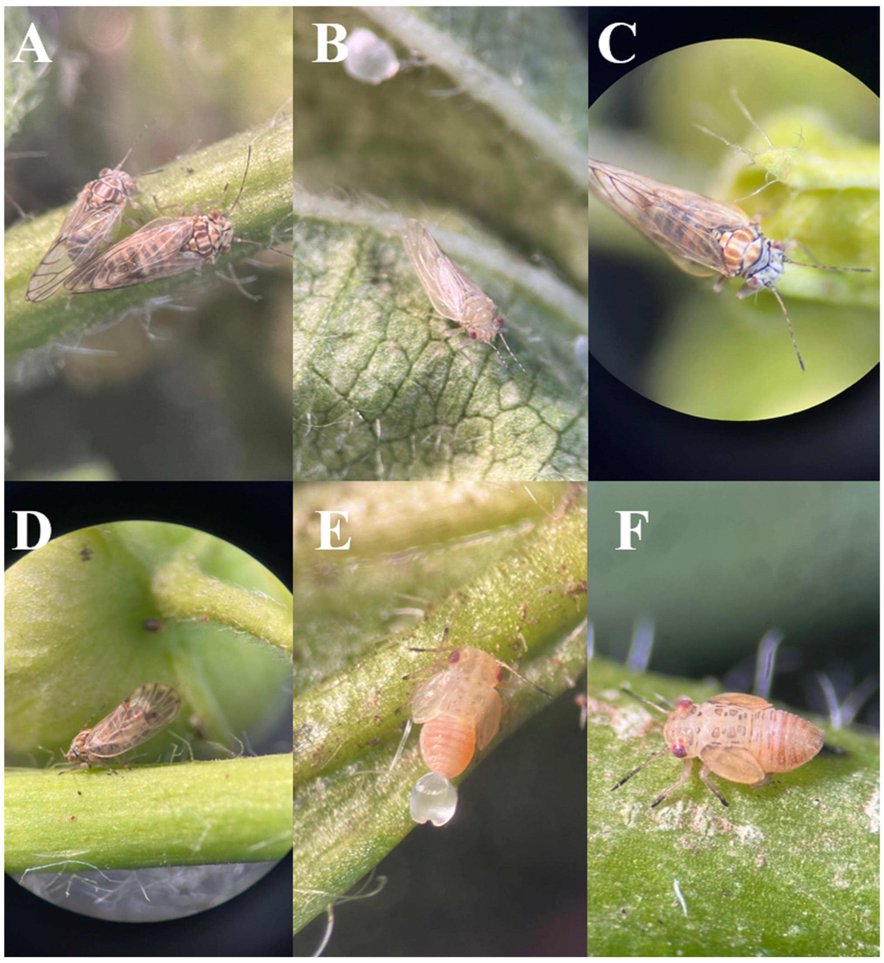 Plants 14 01279 g001 Plants 14 01279 g001