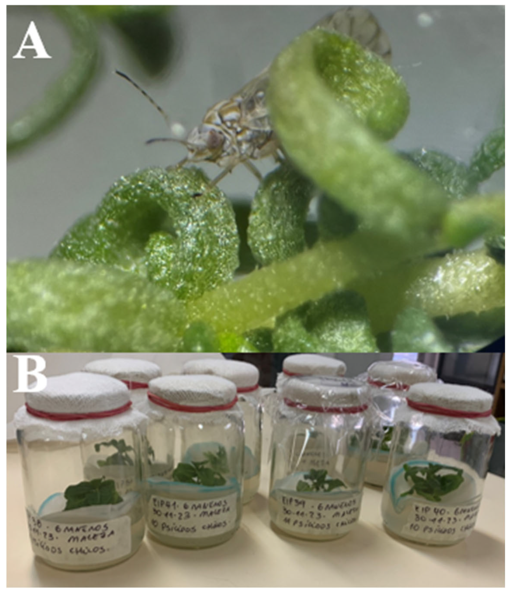 Plants 14 01279 g002 Plants 14 01279 g002