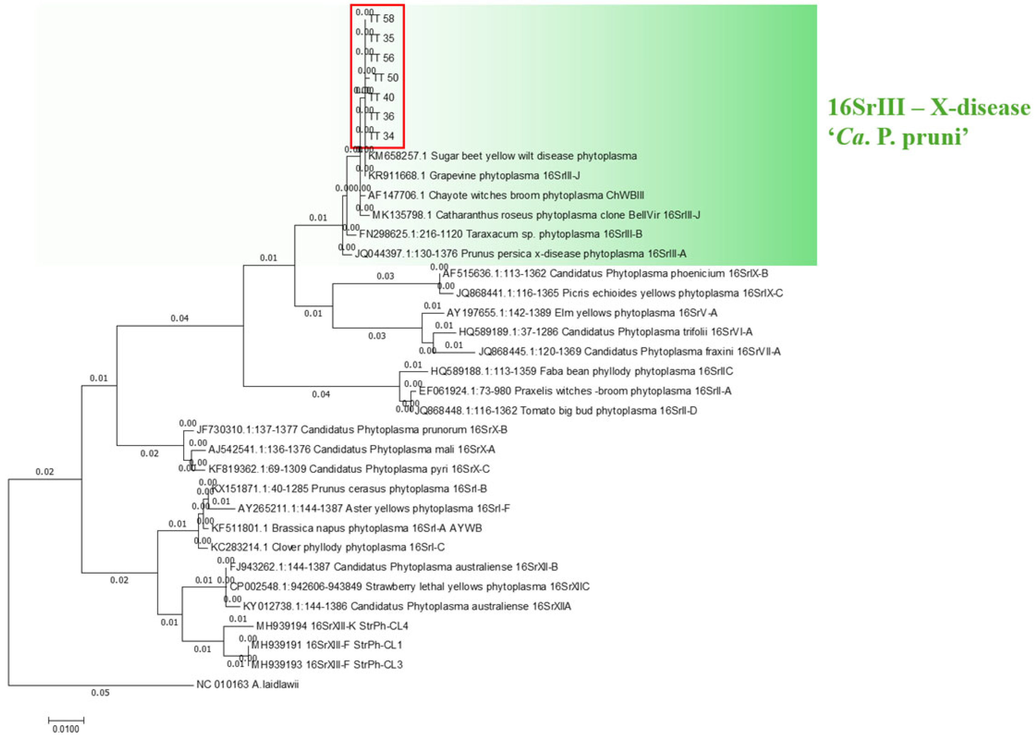 Plants 14 01279 g003 Plants 14 01279 g003