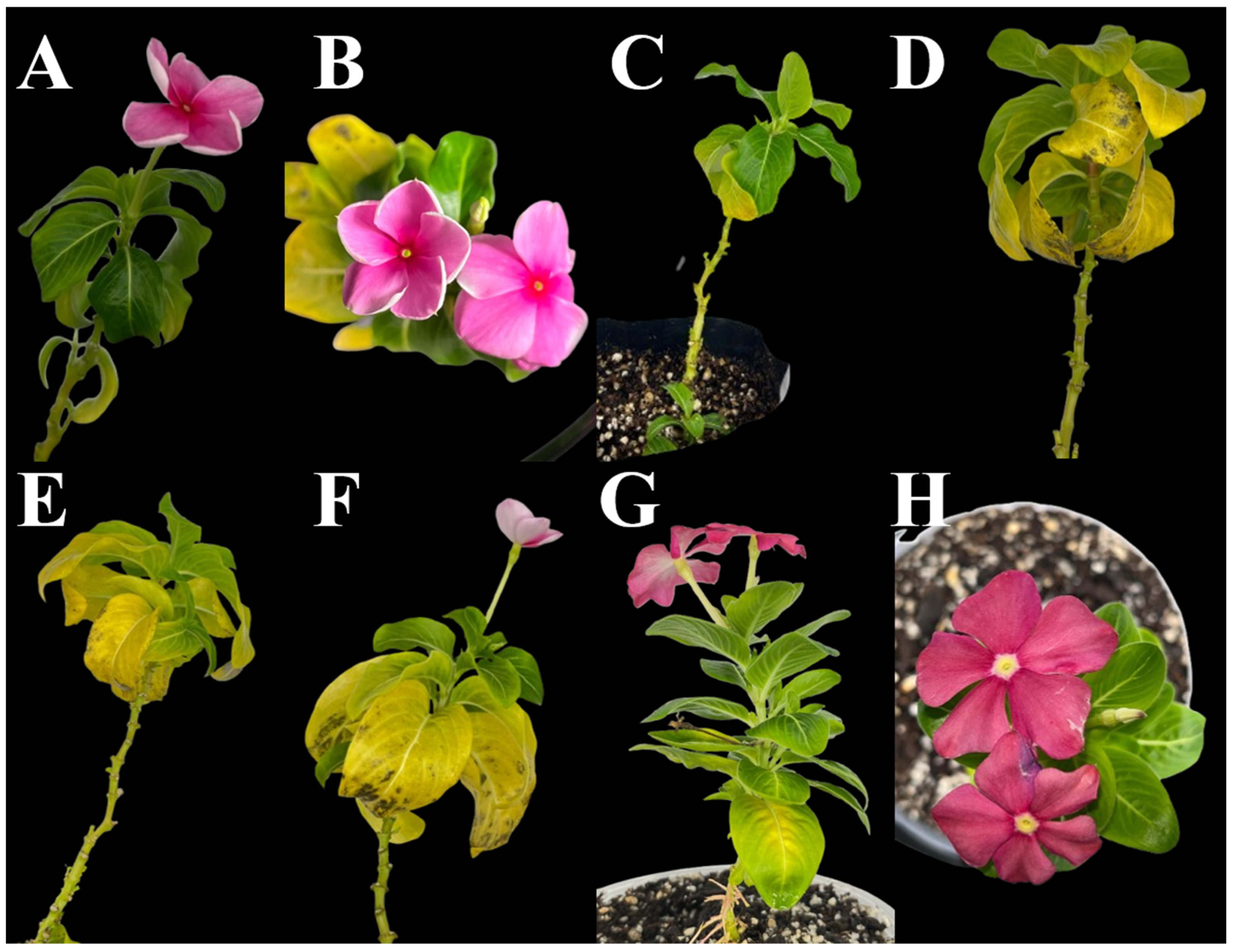 Plants 14 01279 g004 Plants 14 01279 g004