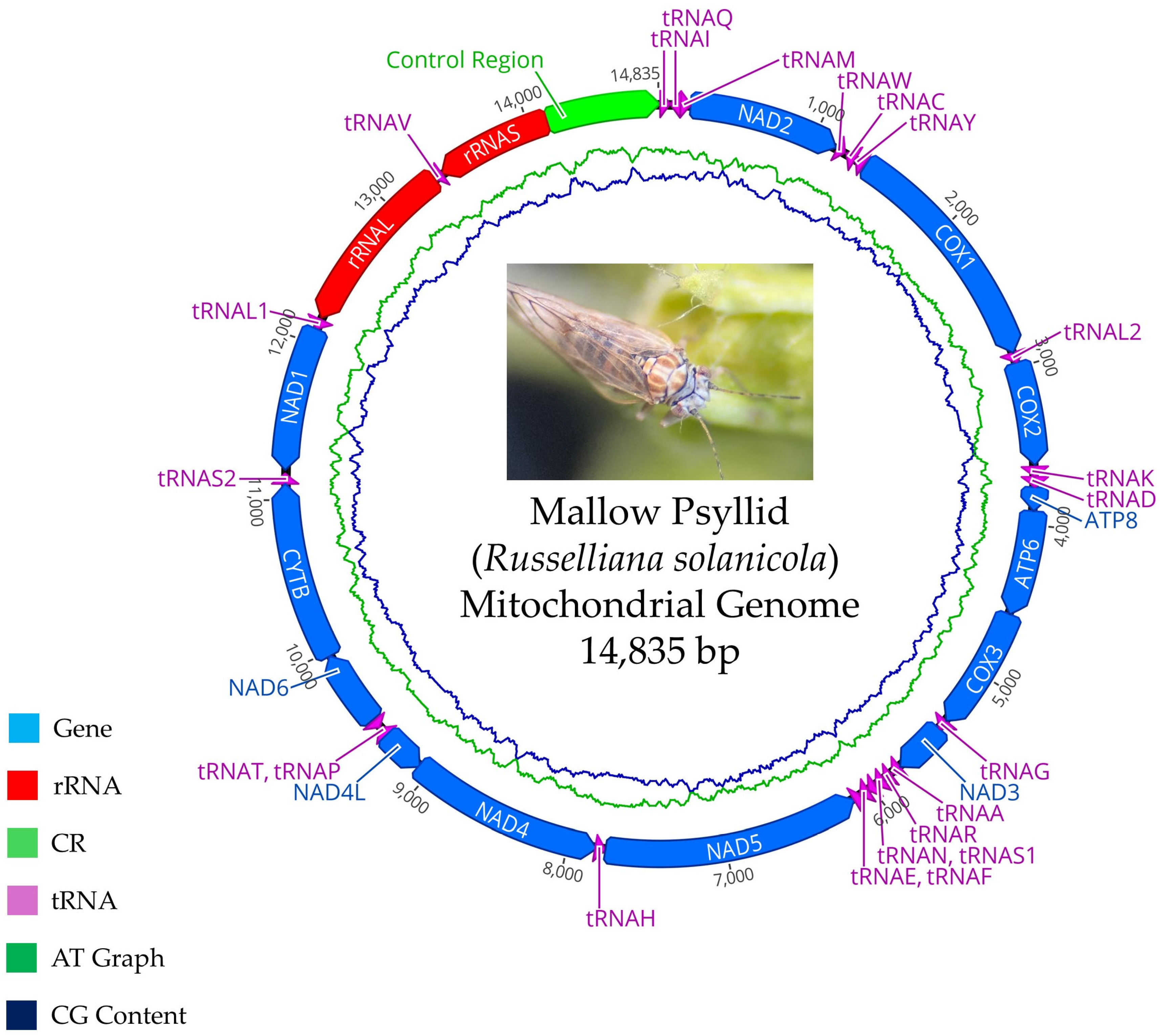 Plants 14 01279 g006 Plants 14 01279 g006