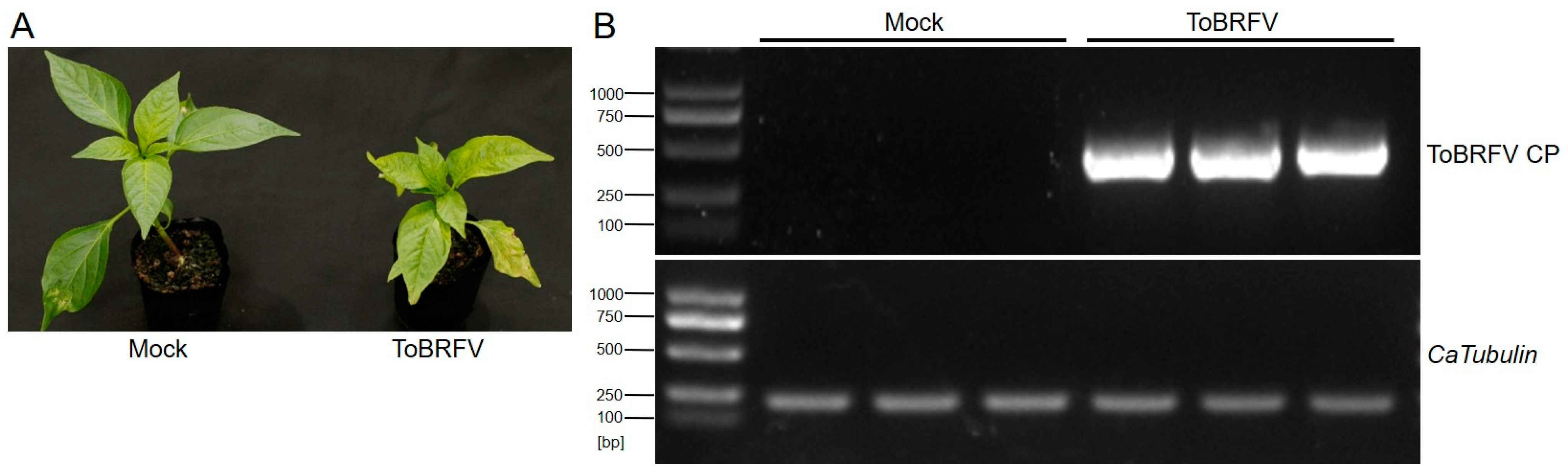 Plants 14 01280 g001
