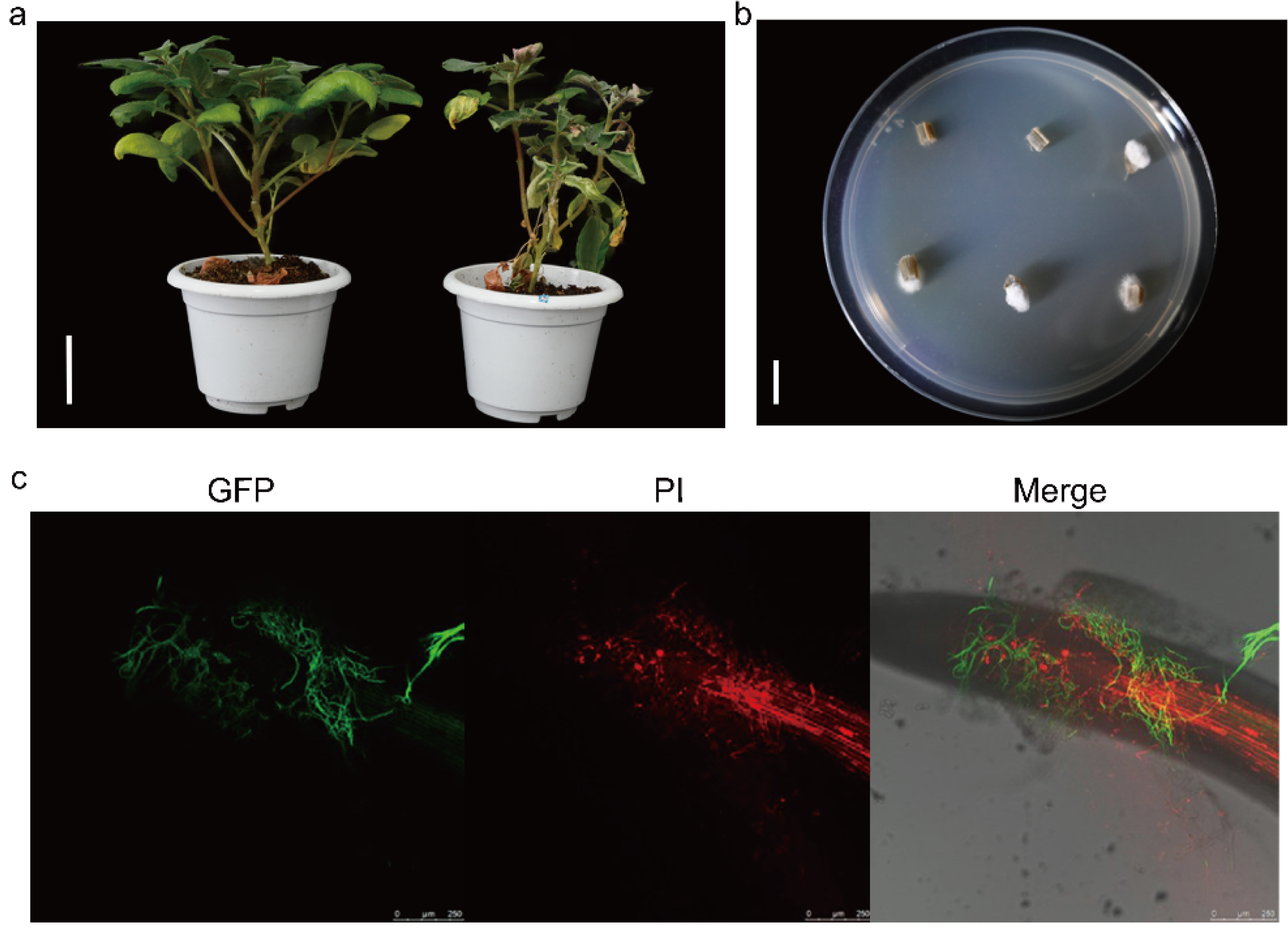 Plants 14 01281 g001