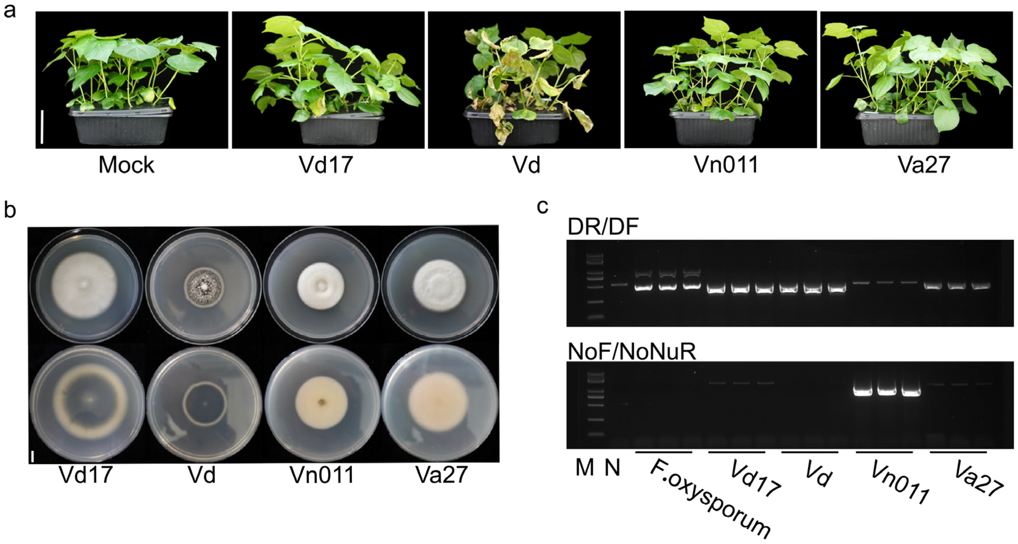 Plants 14 01281 g002