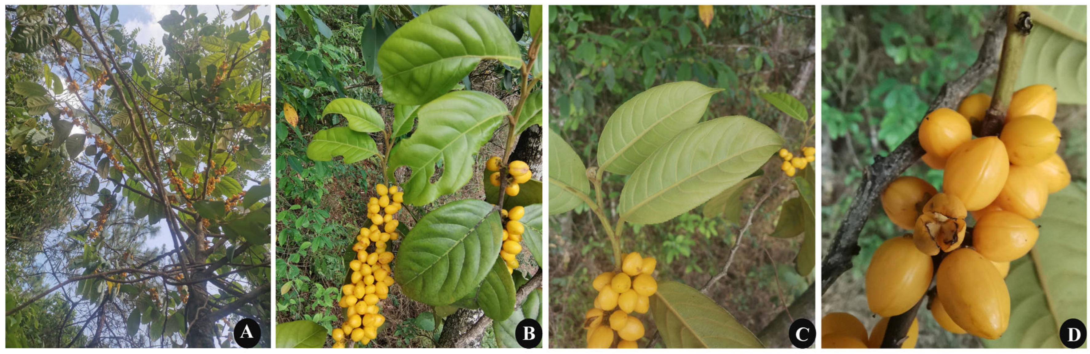 Plants 14 01356 g001