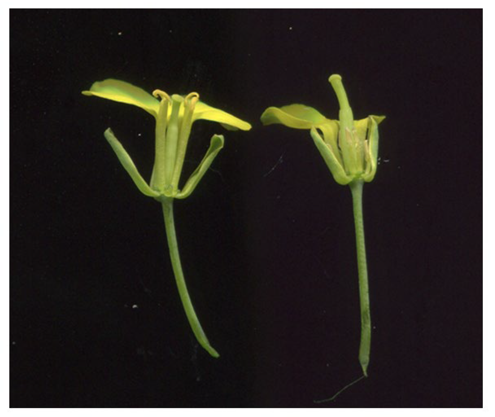 Plants 14 01397 g001 Plants 14 01397 g001