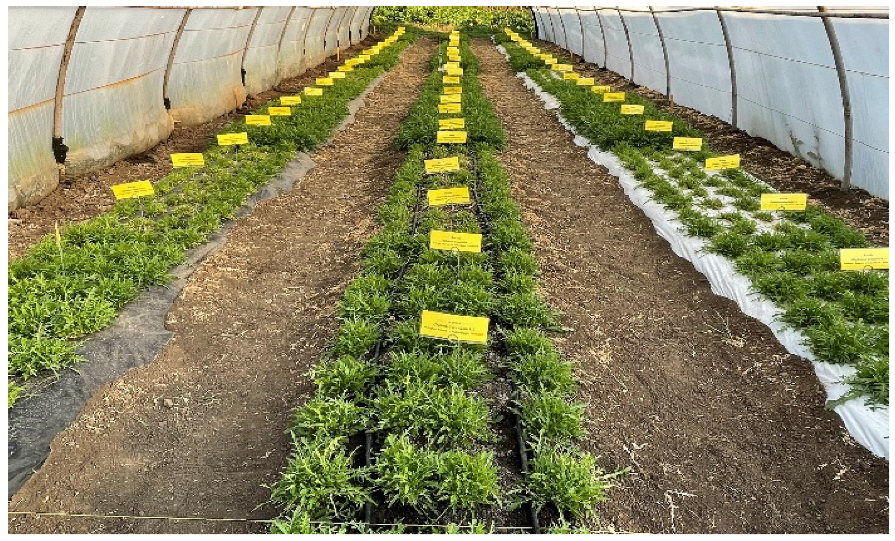 Plants 14 01421 g010