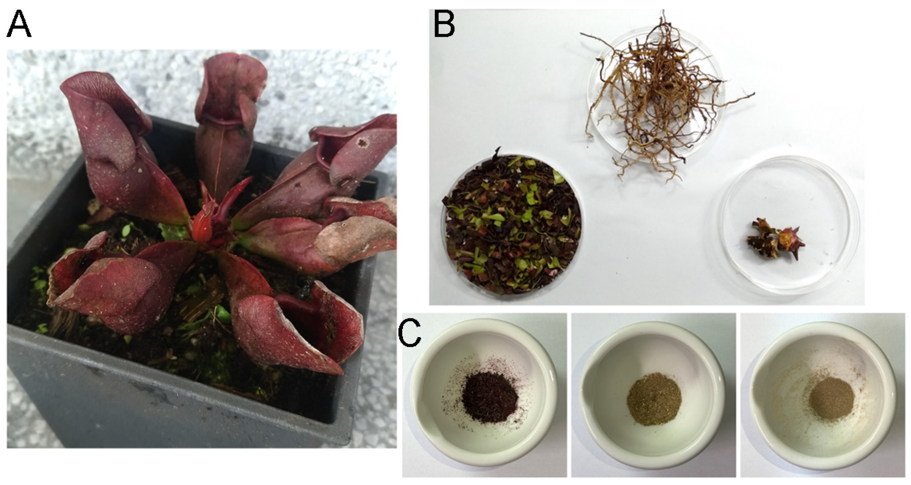 Plants 14 01426 g001