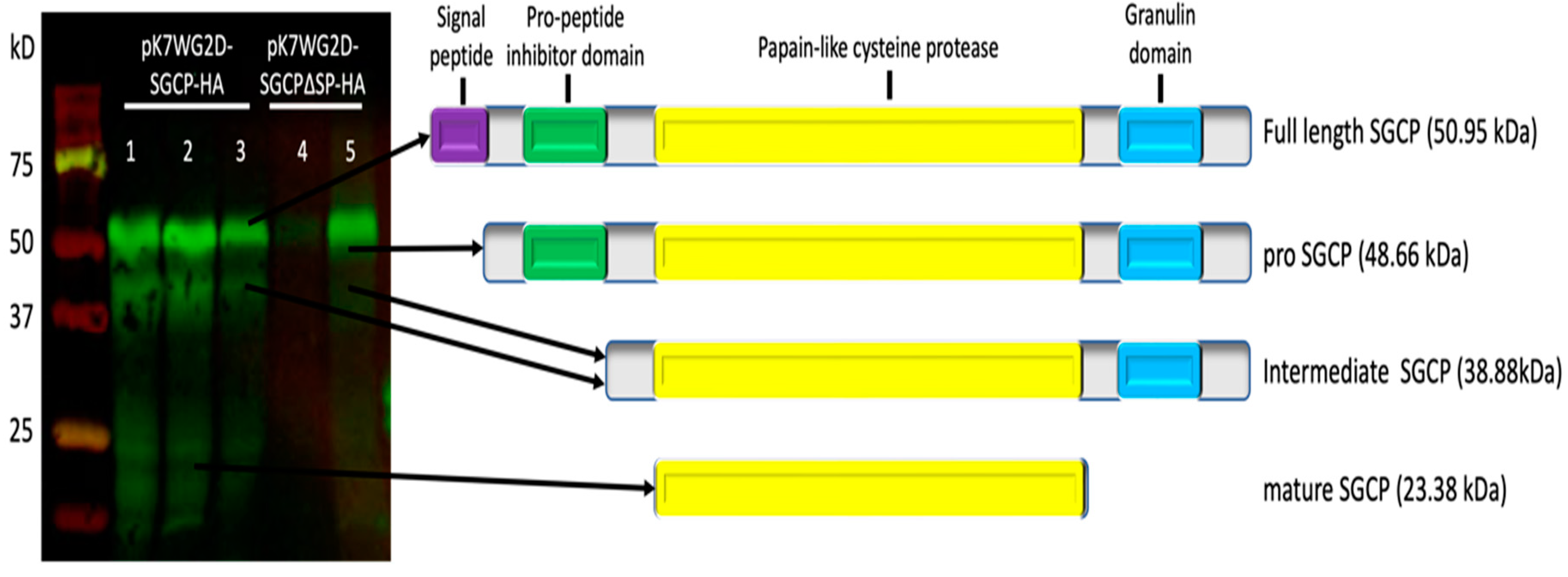 Plants 14 01427 g004