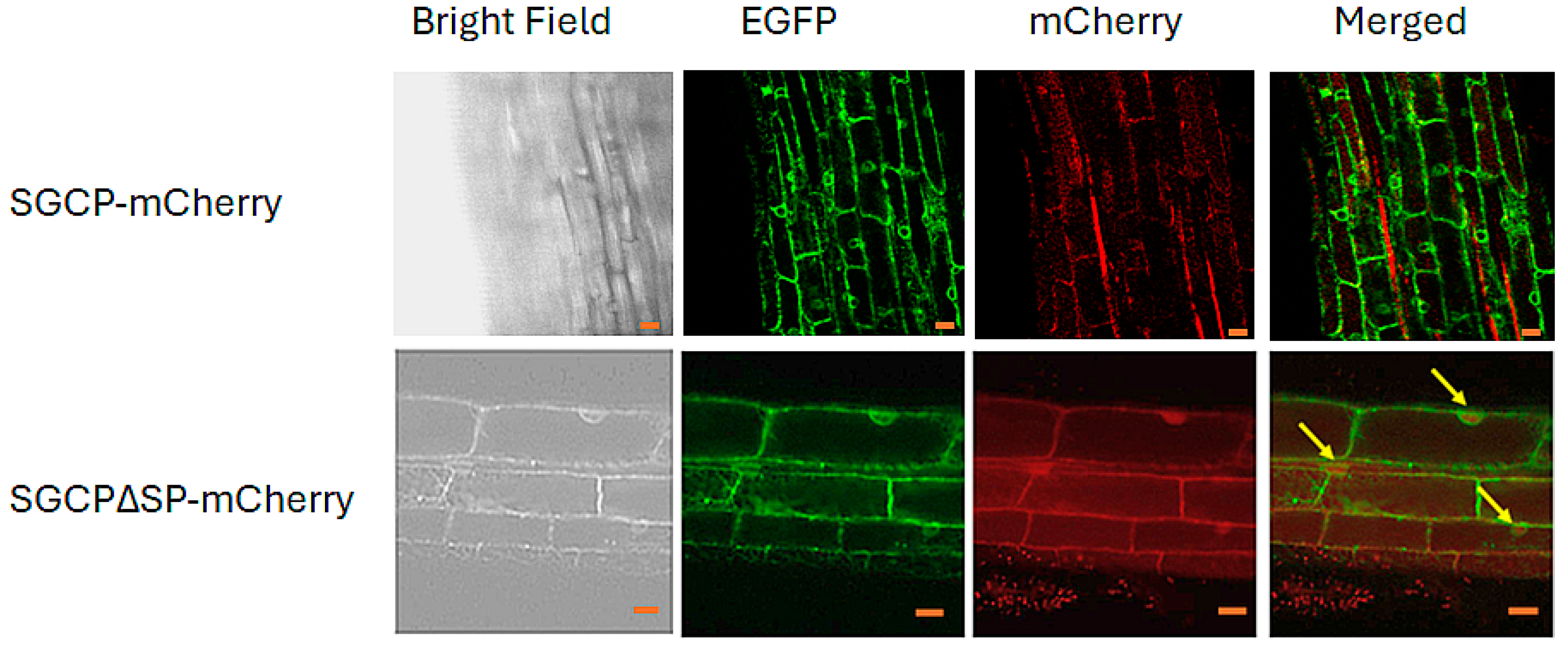 Plants 14 01427 g005
