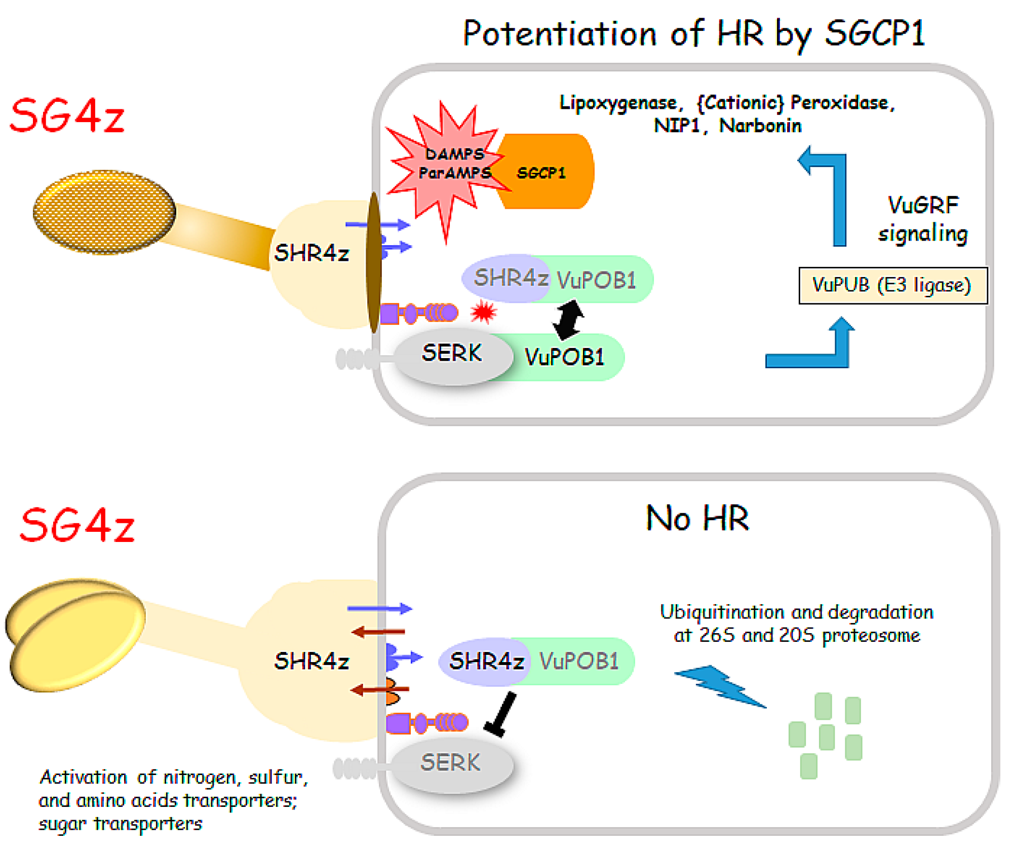 Plants 14 01427 g006