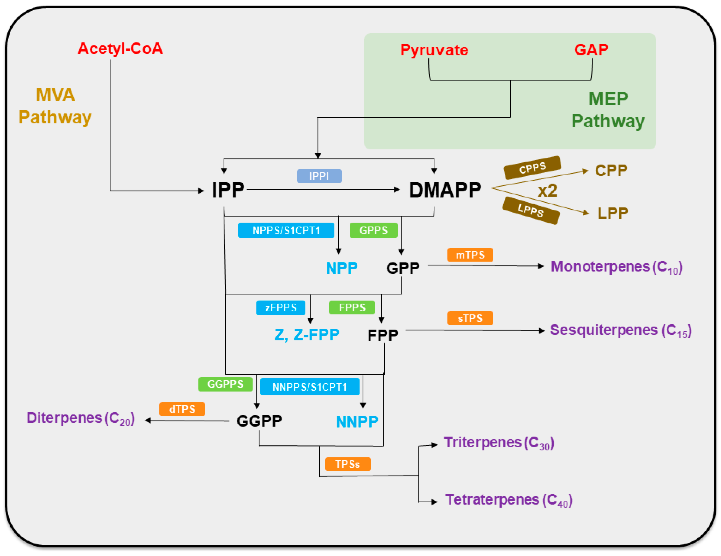 Plants 14 01428 g001