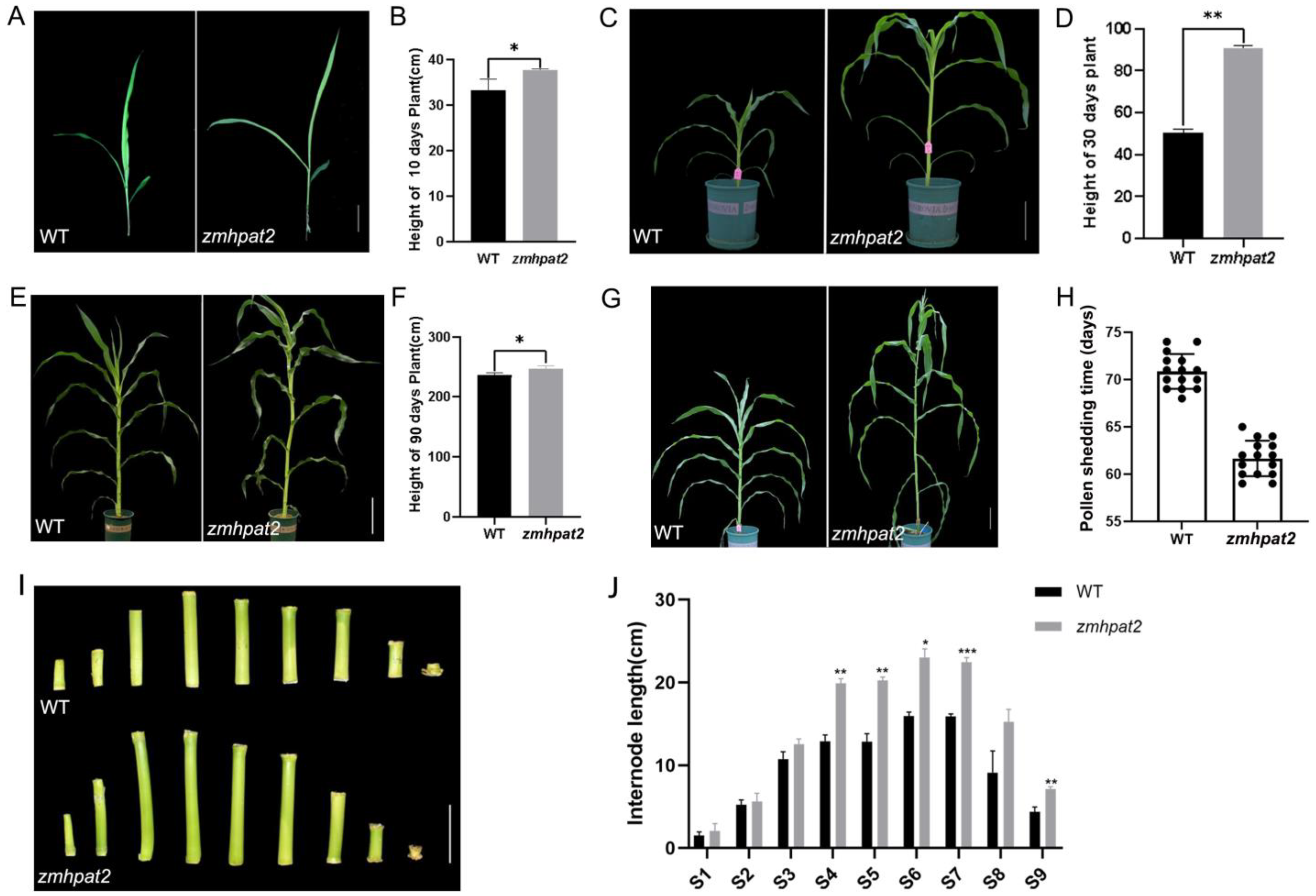 Plants 14 01438 g004 Plants 14 01438 g004