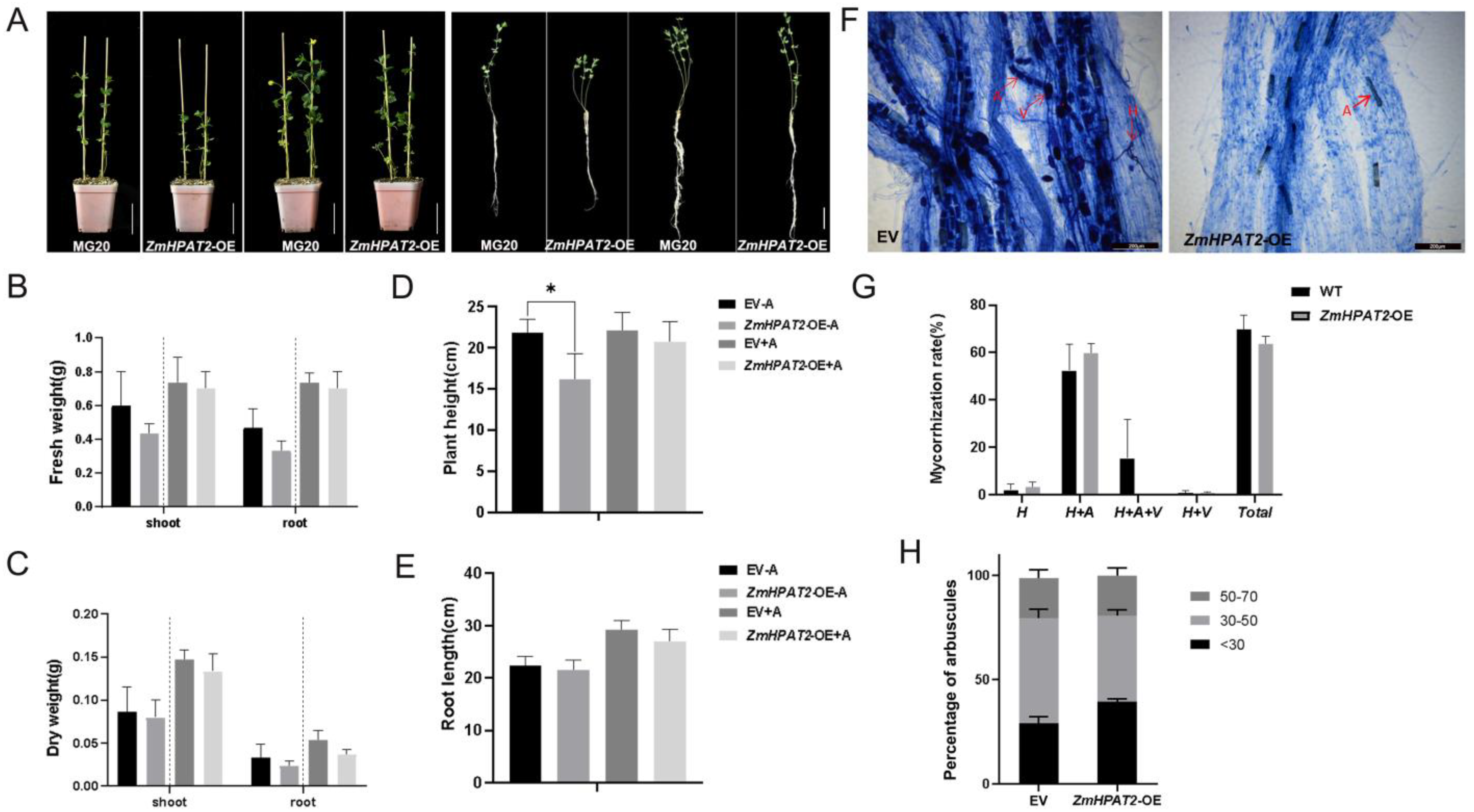 Plants 14 01438 g007 Plants 14 01438 g007