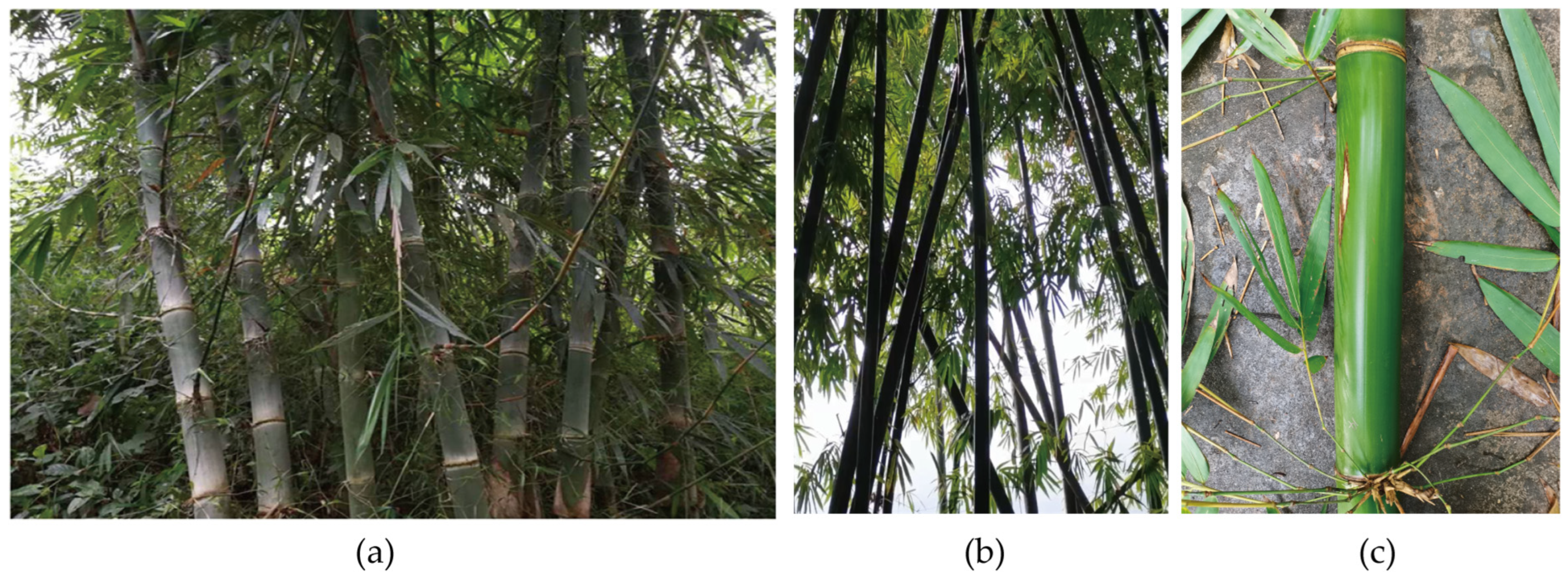 Plants 14 01458 g001