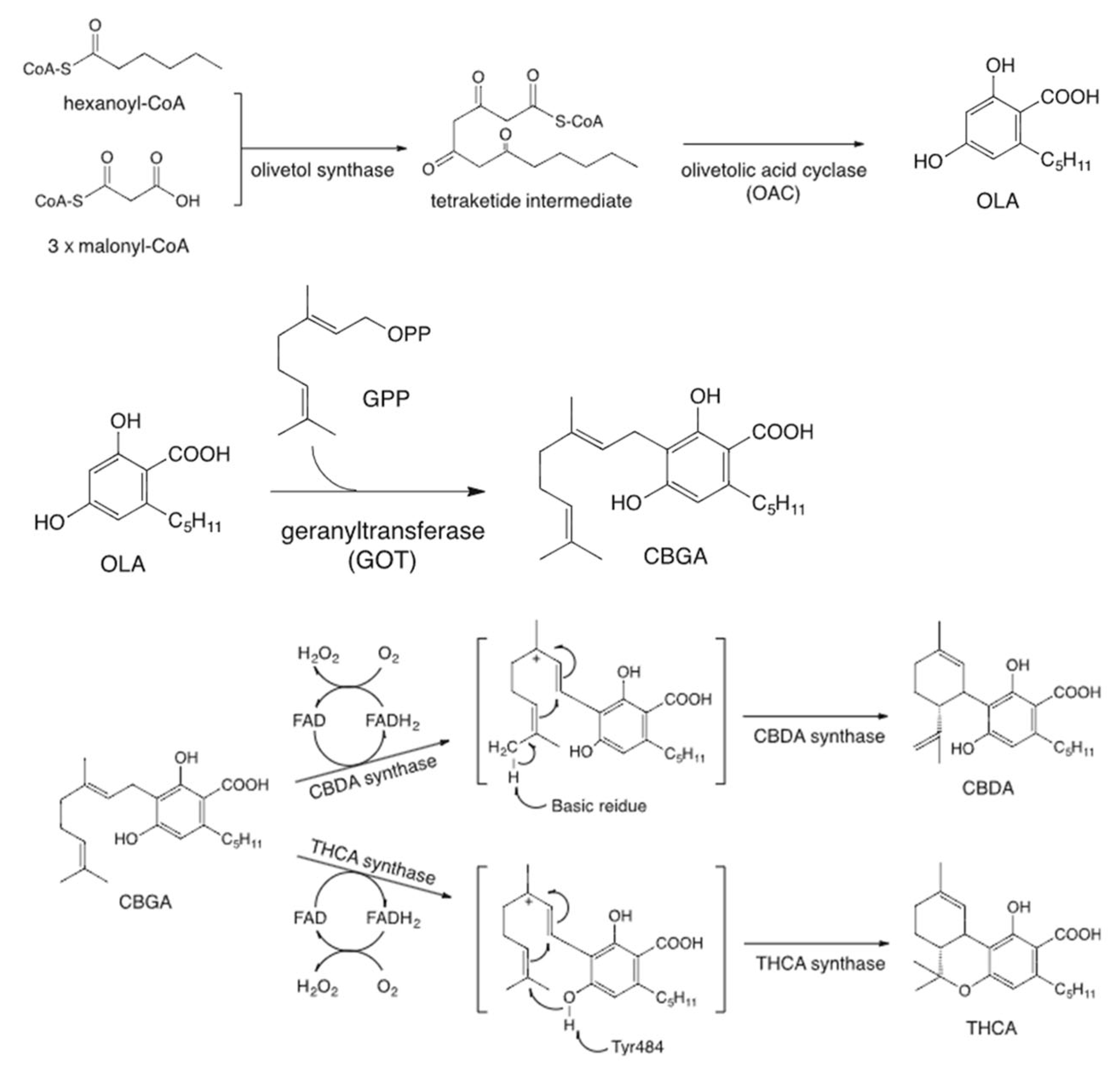 Plants 14 01460 g001