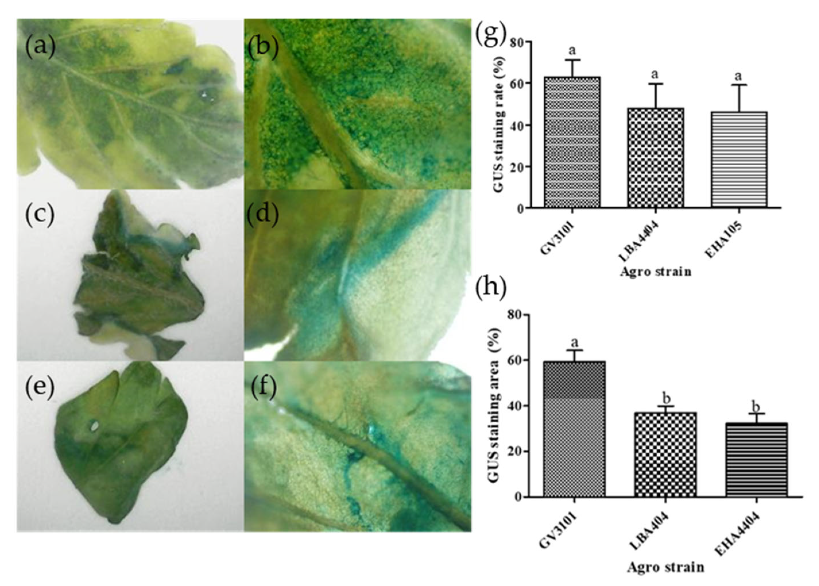 Plants 14 01460 g002