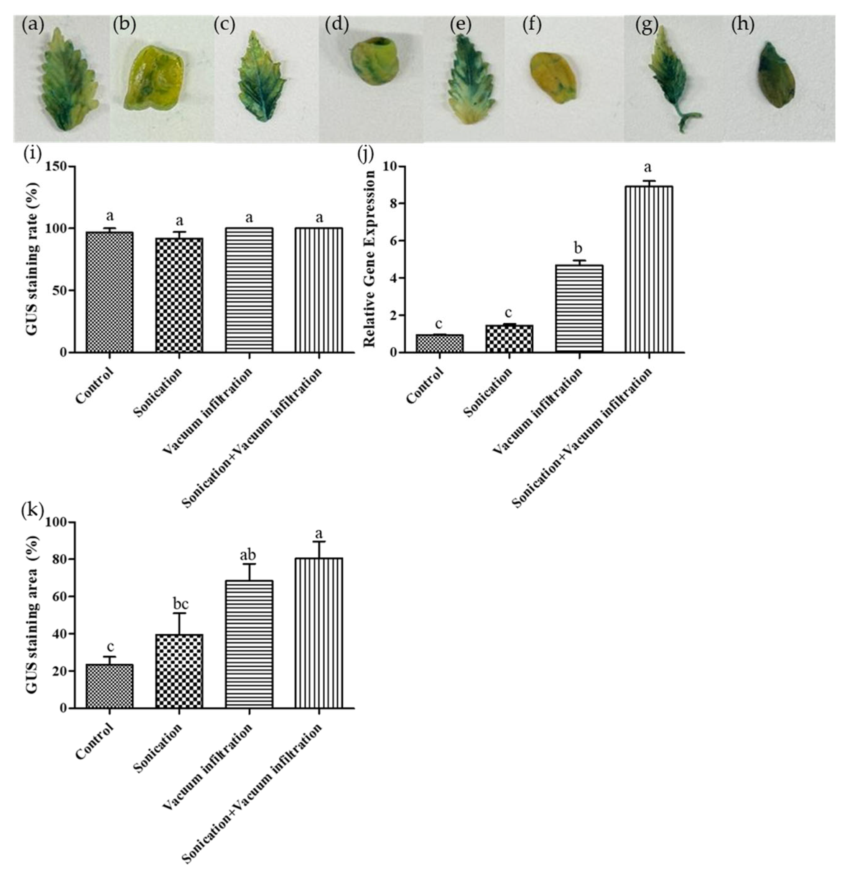 Plants 14 01460 g003