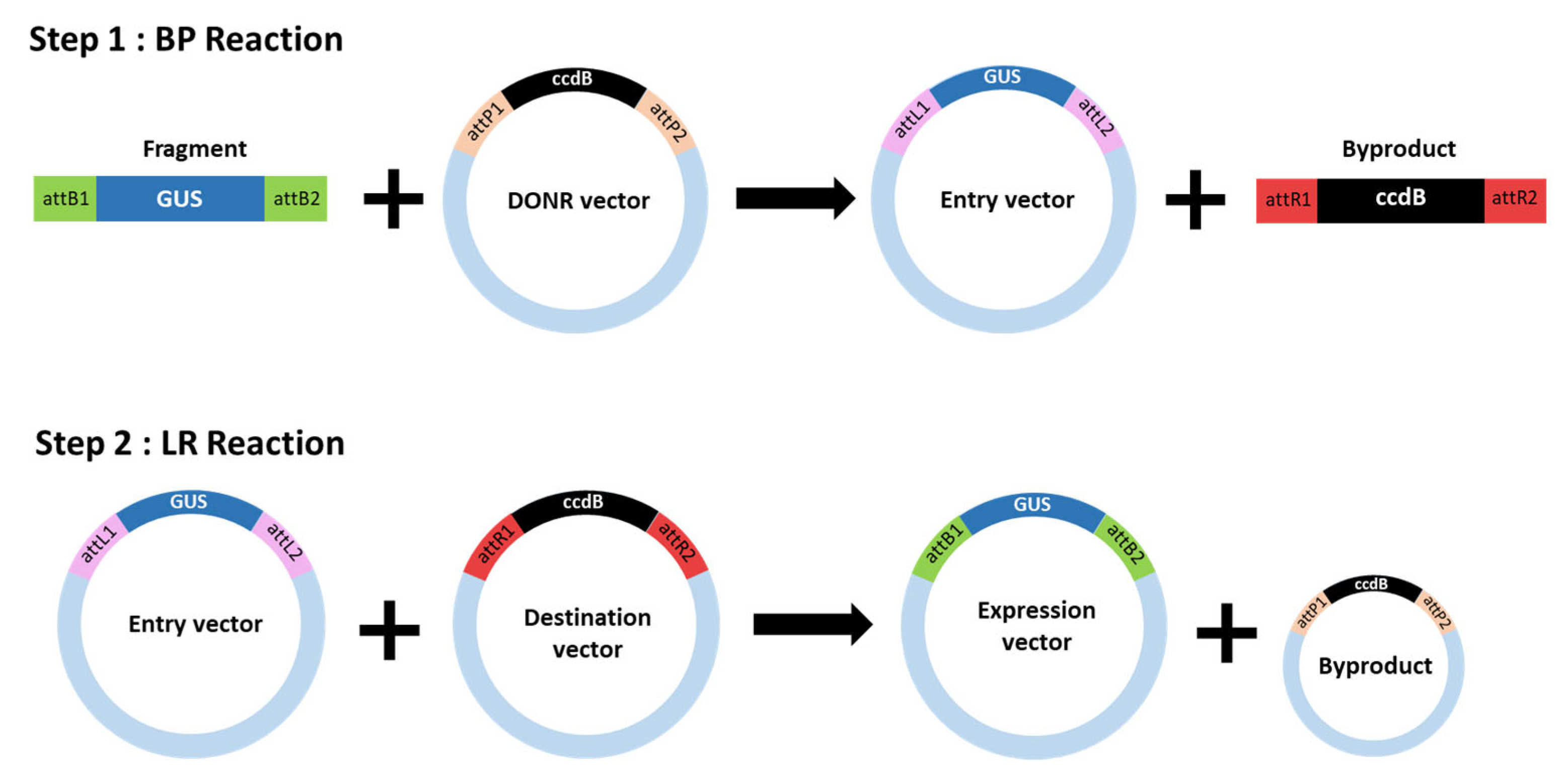 Plants 14 01460 g006