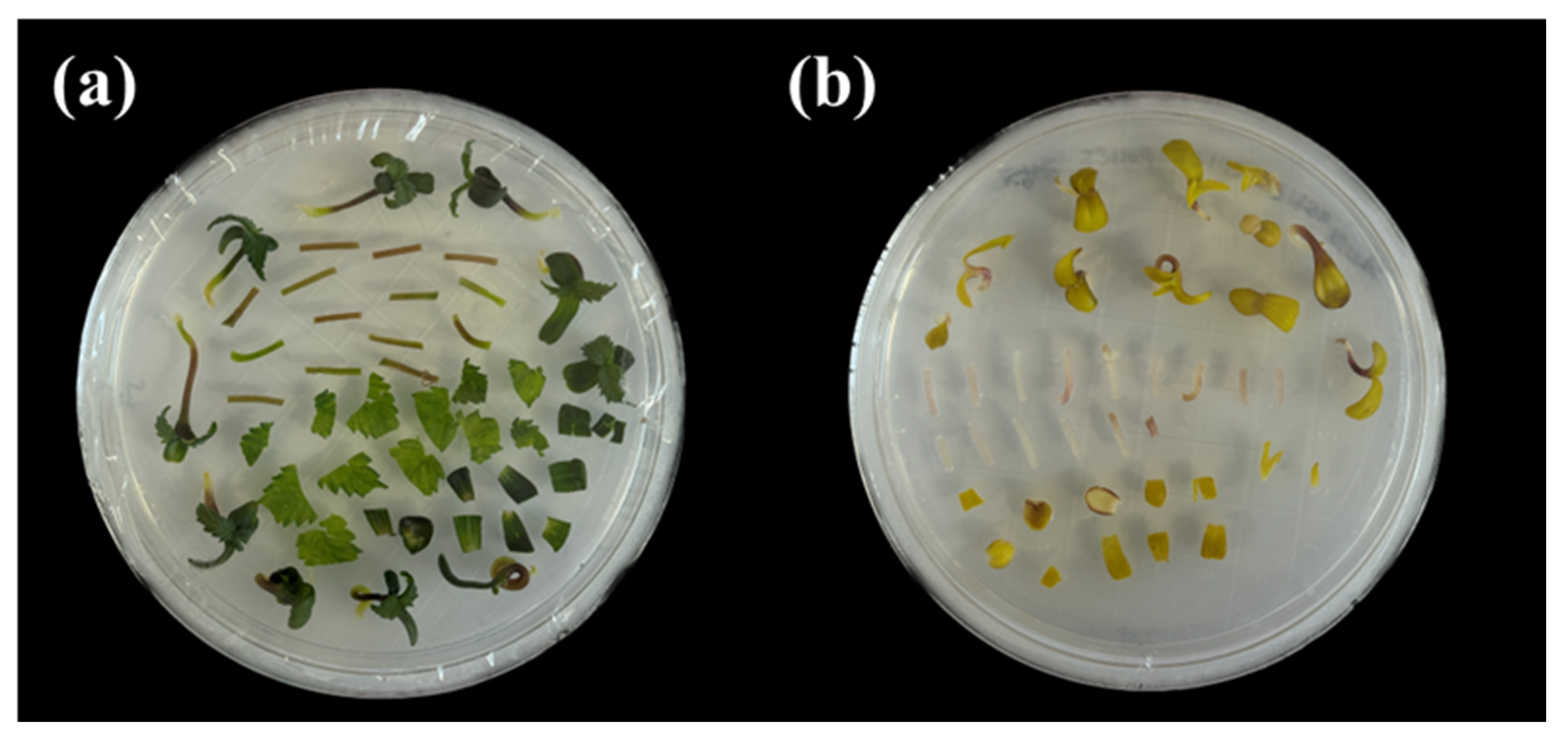 Plants 14 01460 g009
