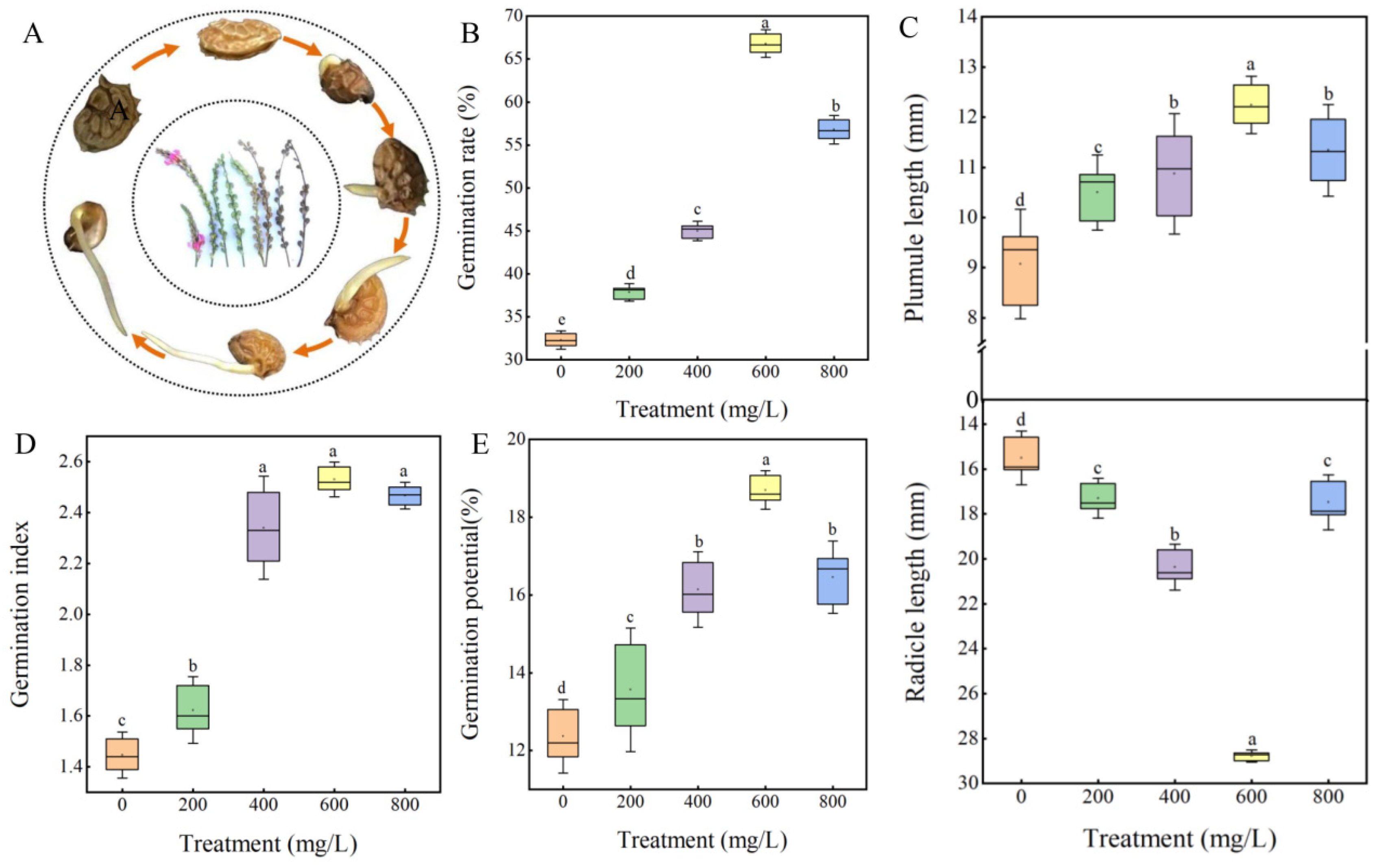Plants 14 01464 g004