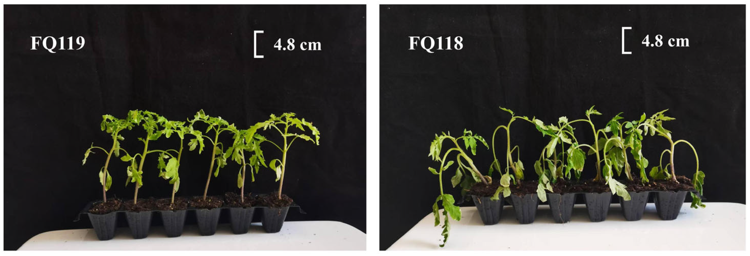 Plants 14 01471 g001 Plants 14 01471 g001