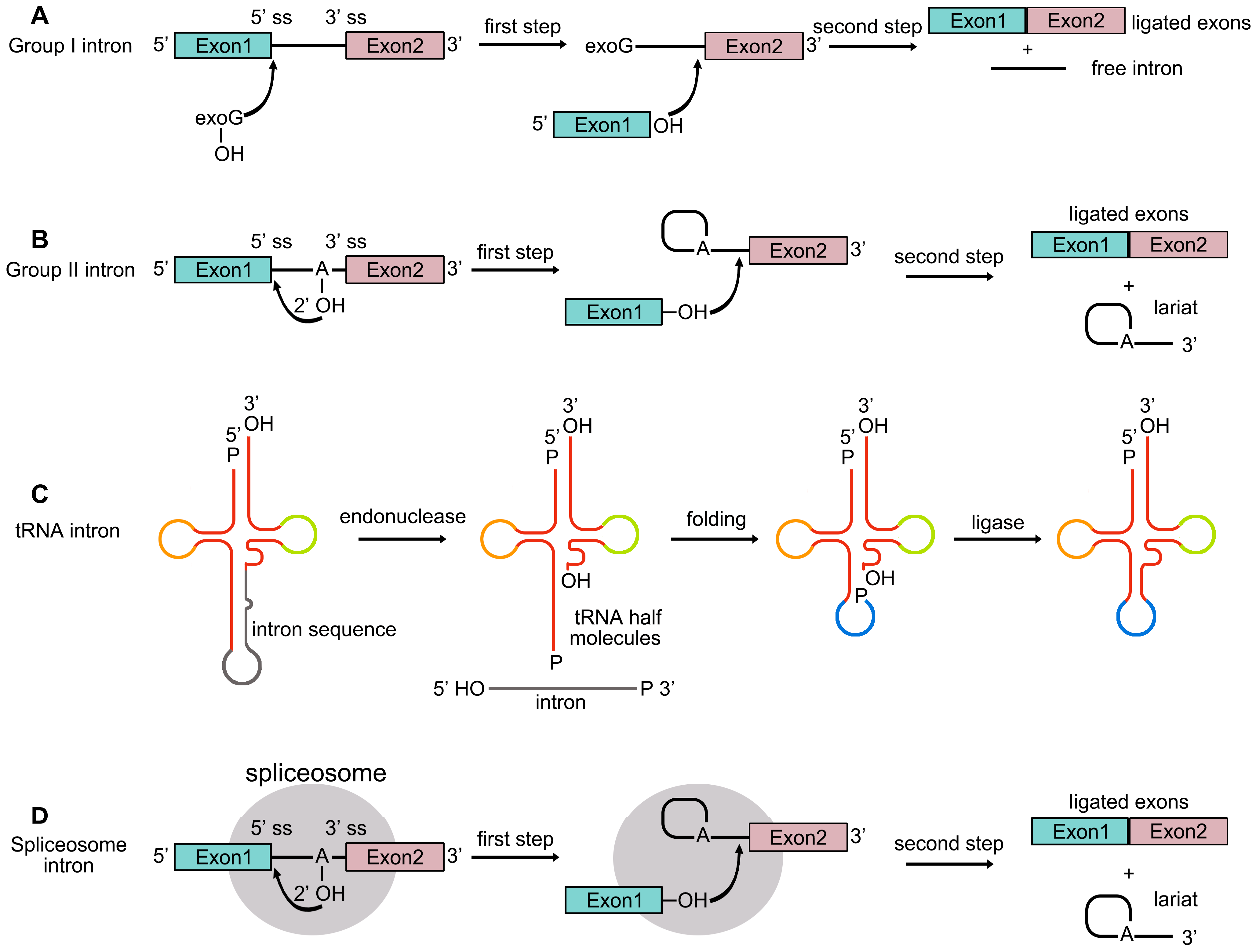 Plants 14 01472 g001