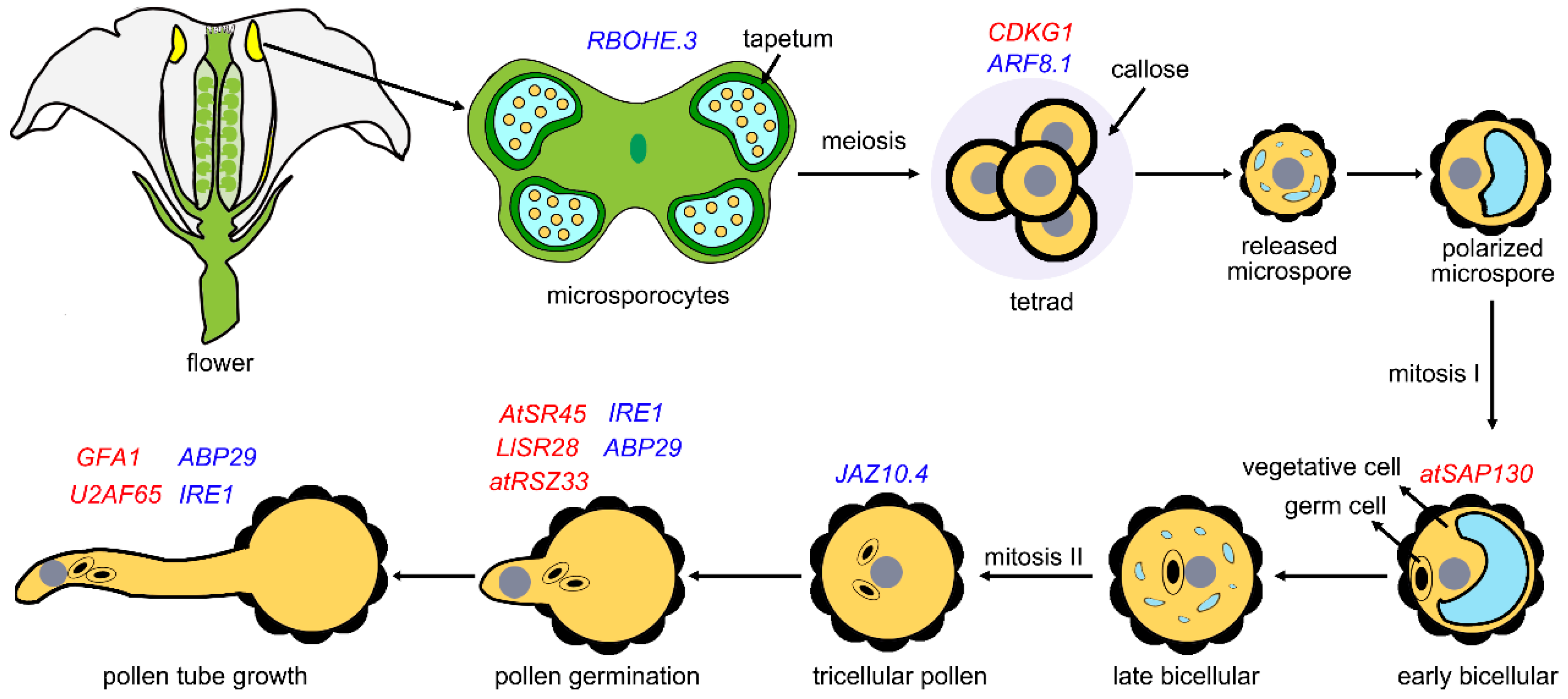 Plants 14 01472 g003