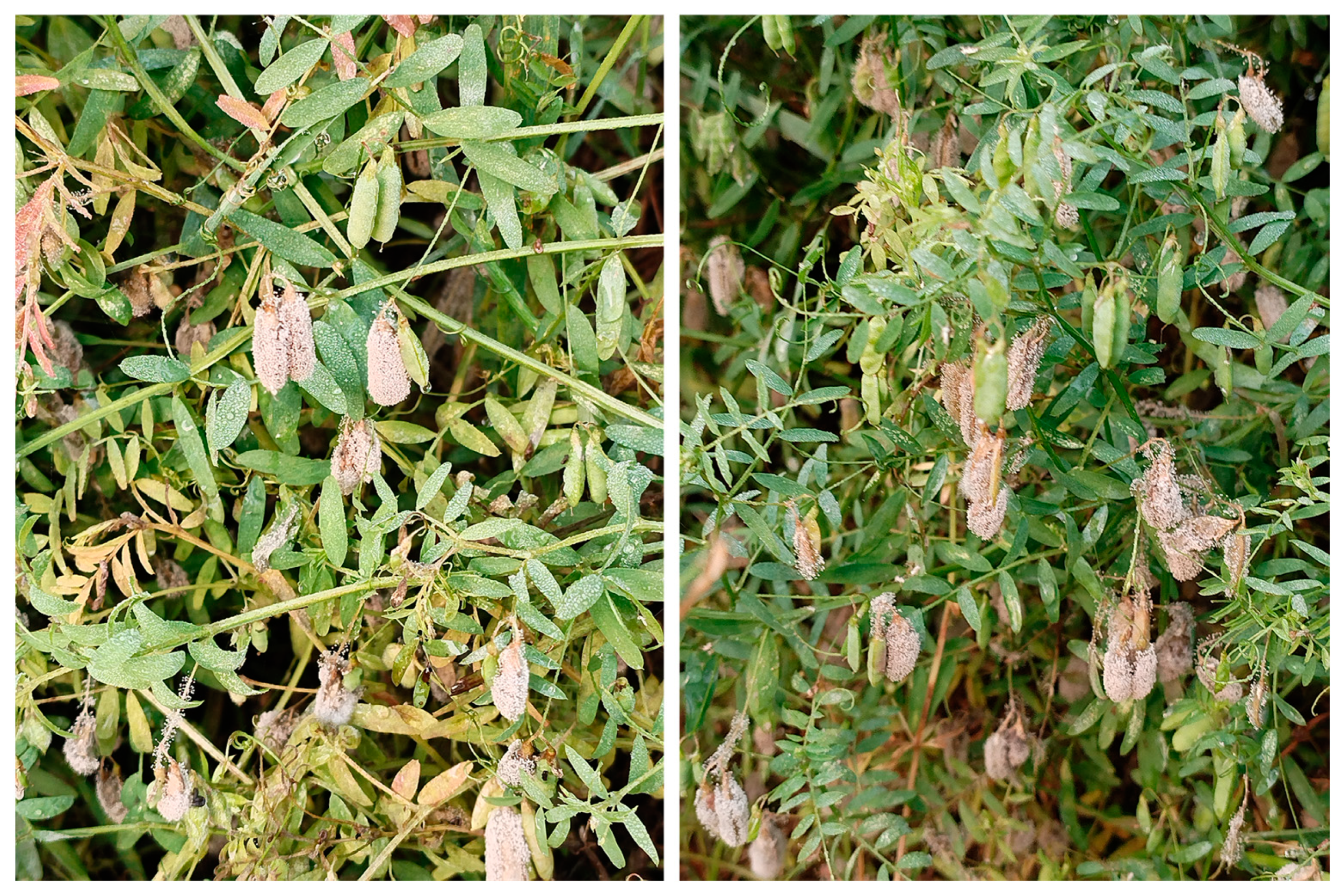 Plants 14 01480 g001