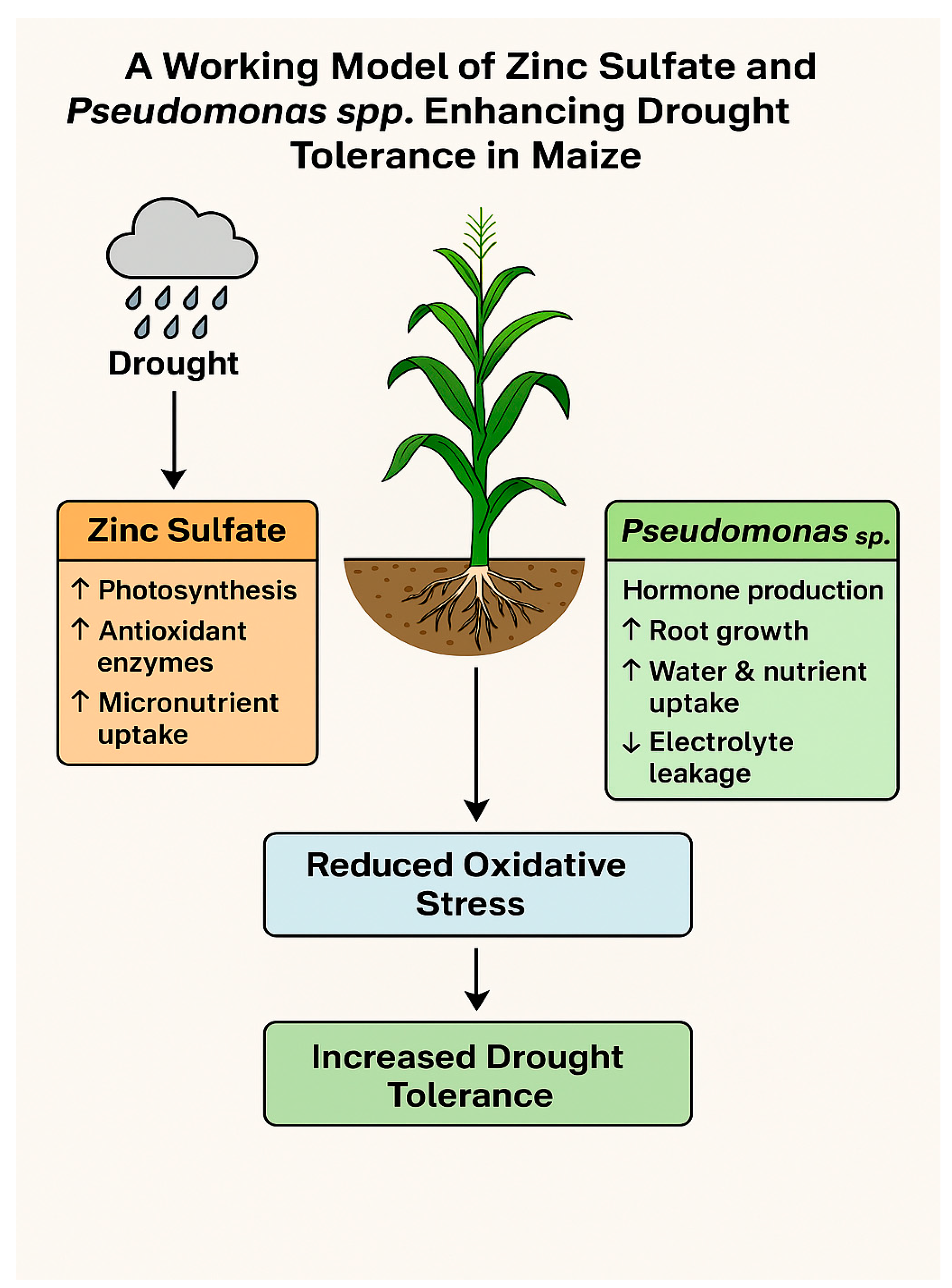 Plants 14 01483 g006