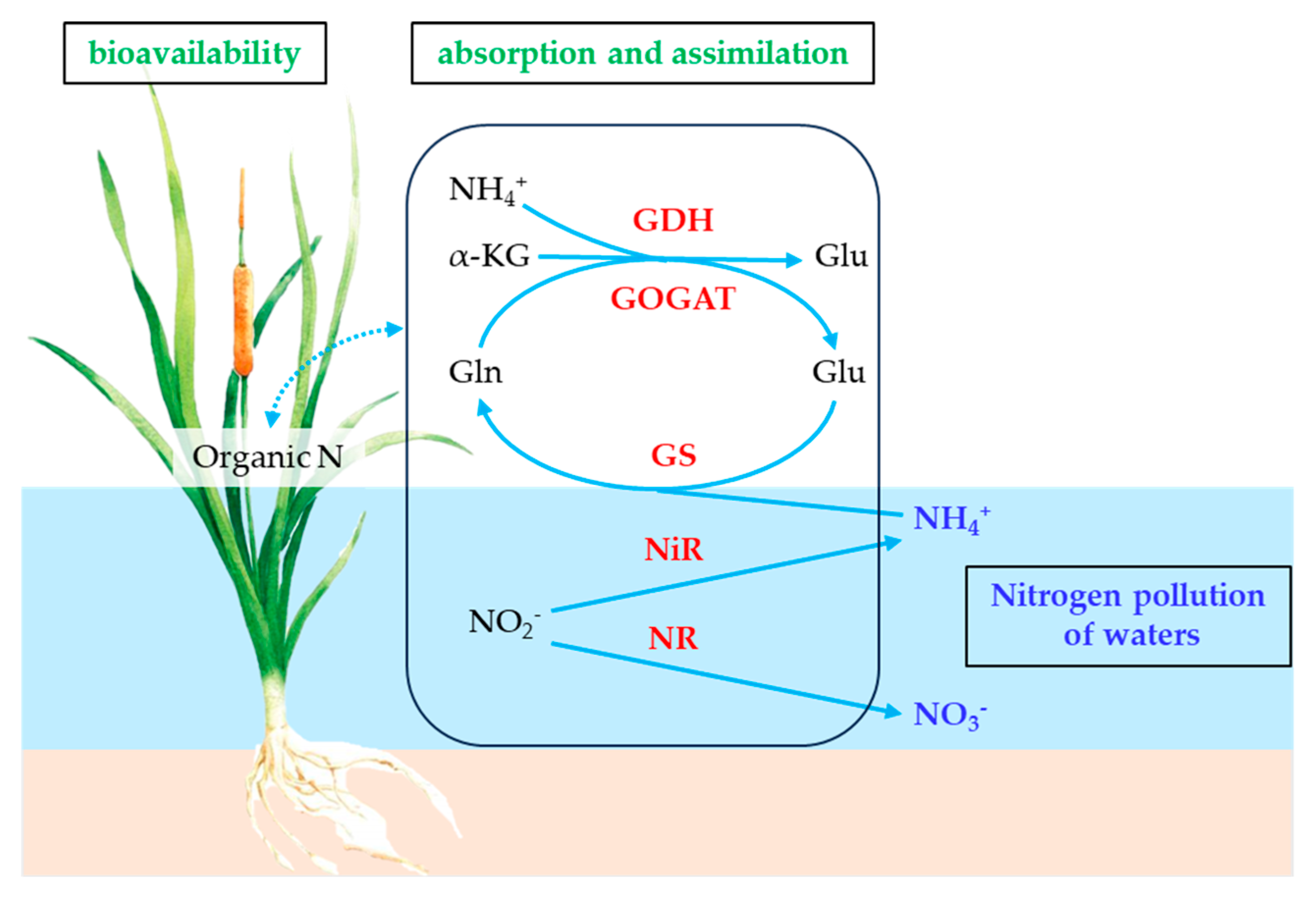 Plants 14 01484 g001