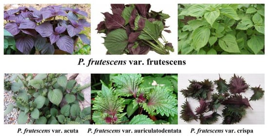 Plants 14 01486 g0a1