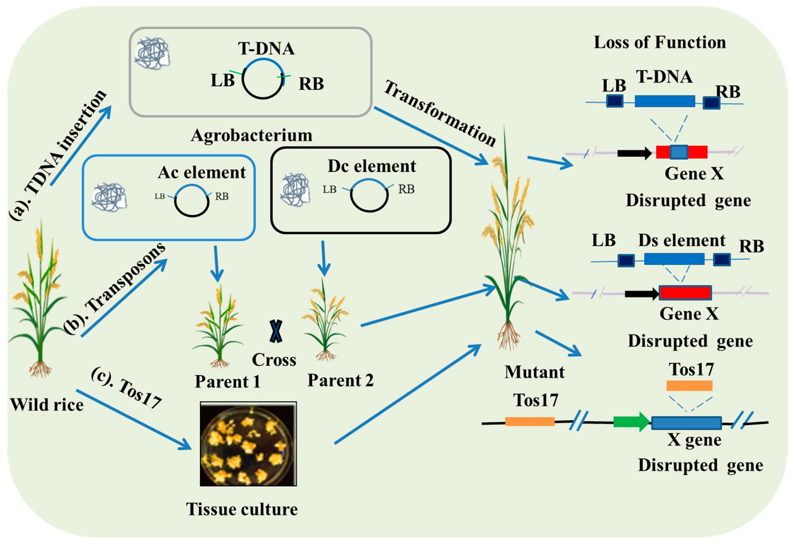 Plants 14 01492 g001