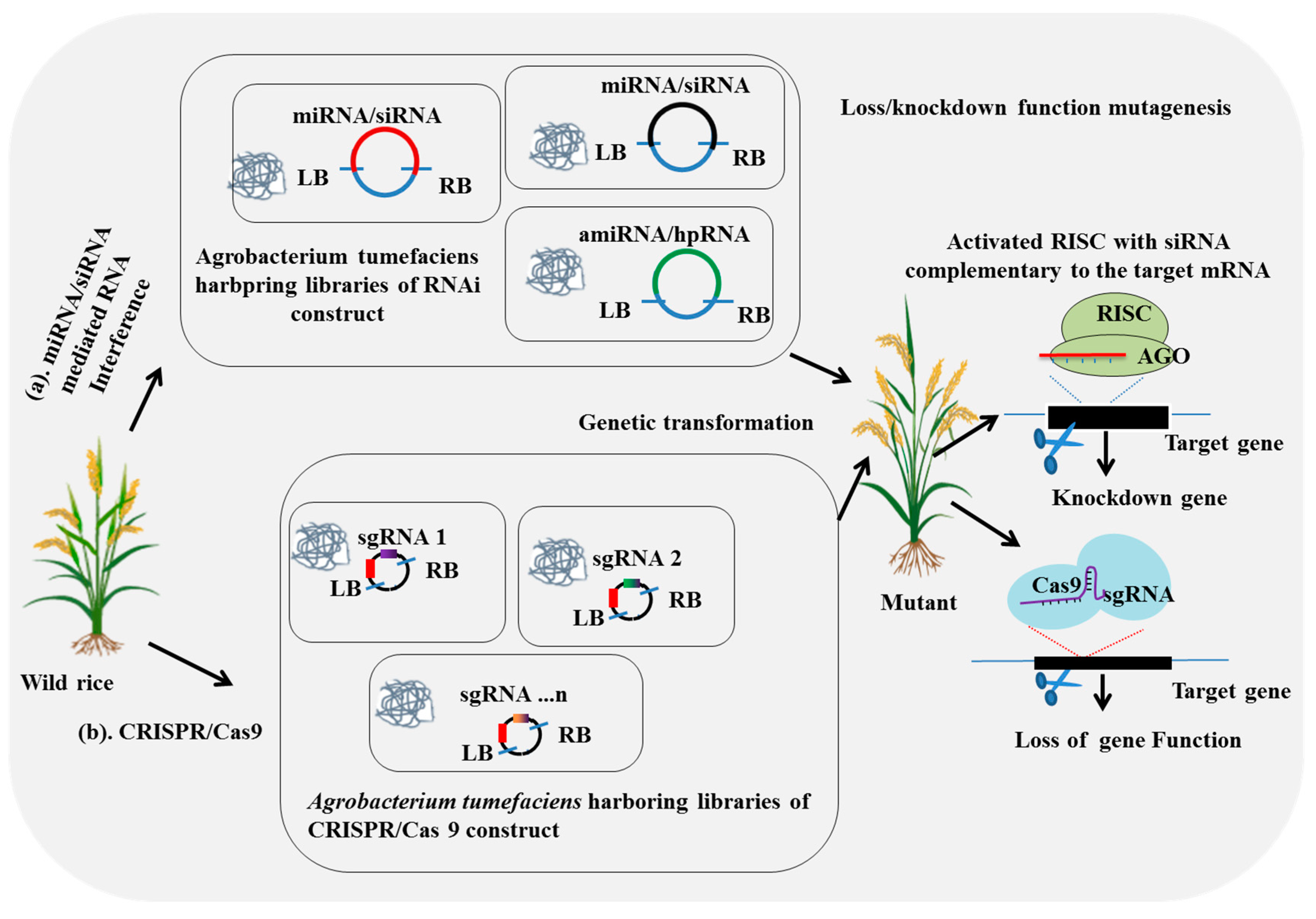 Plants 14 01492 g002