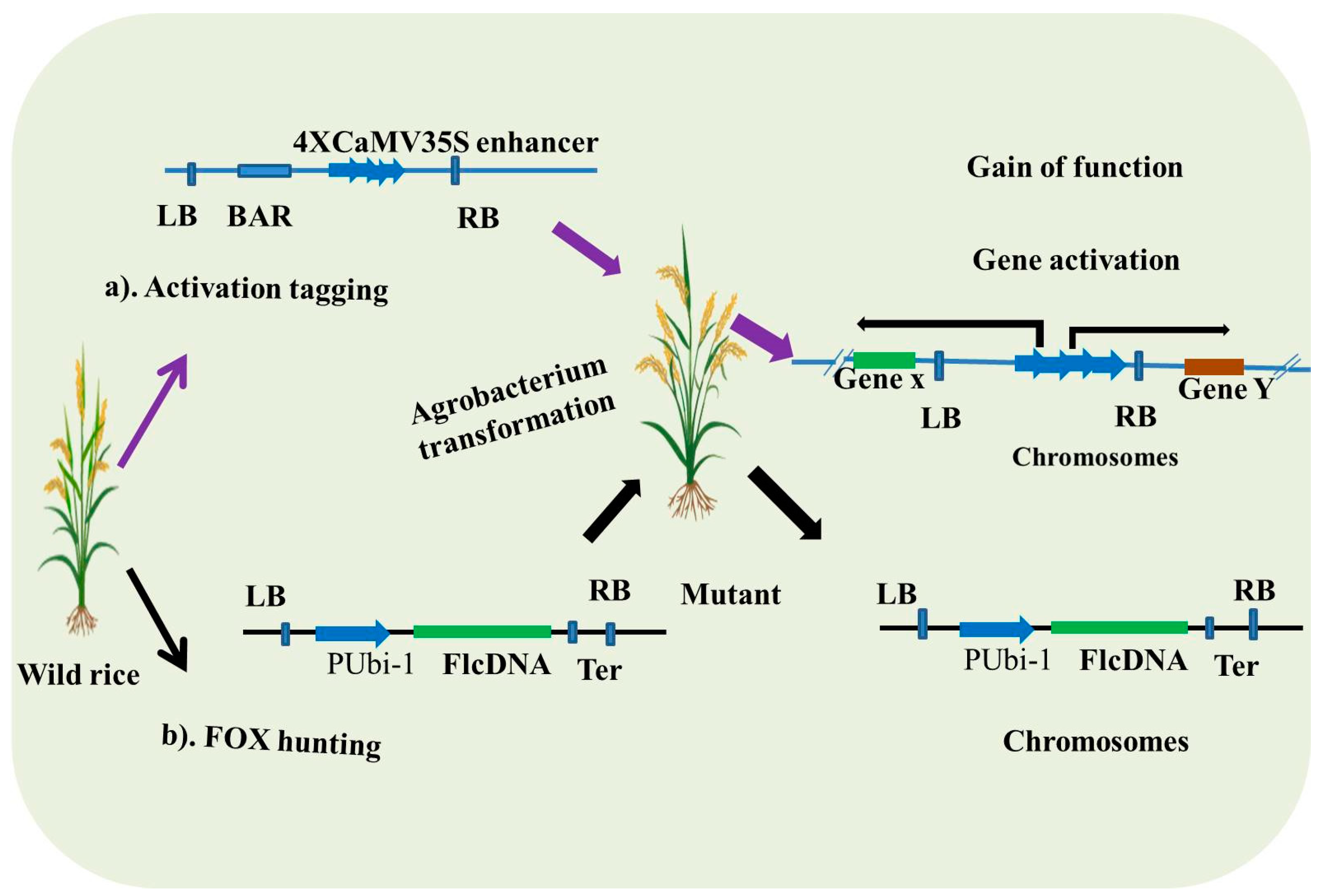 Plants 14 01492 g003