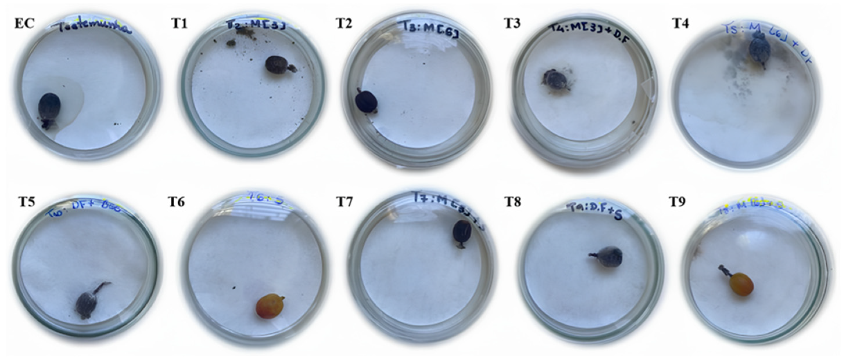 Plants 14 01495 g007