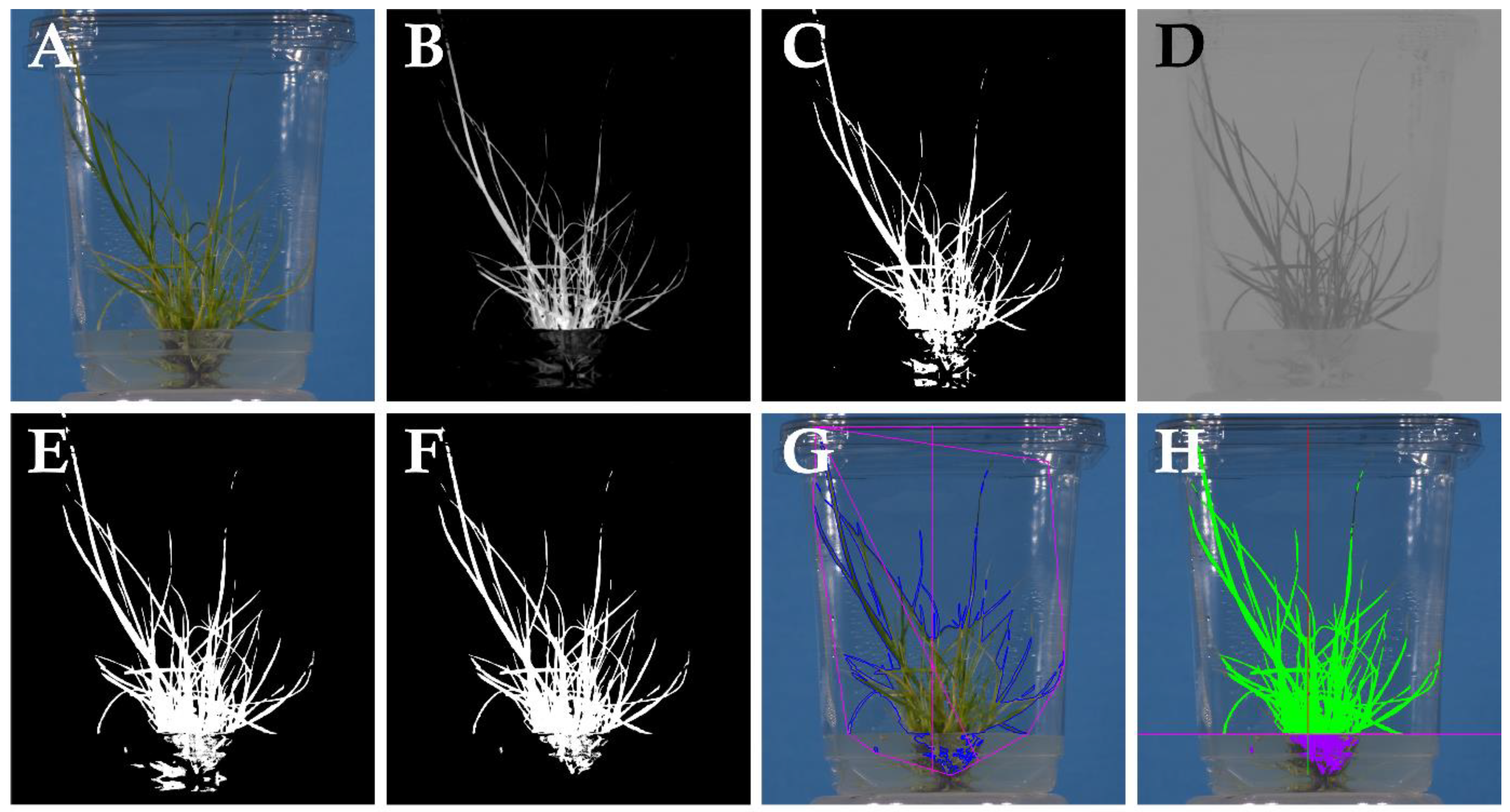 Plants 14 01499 g005