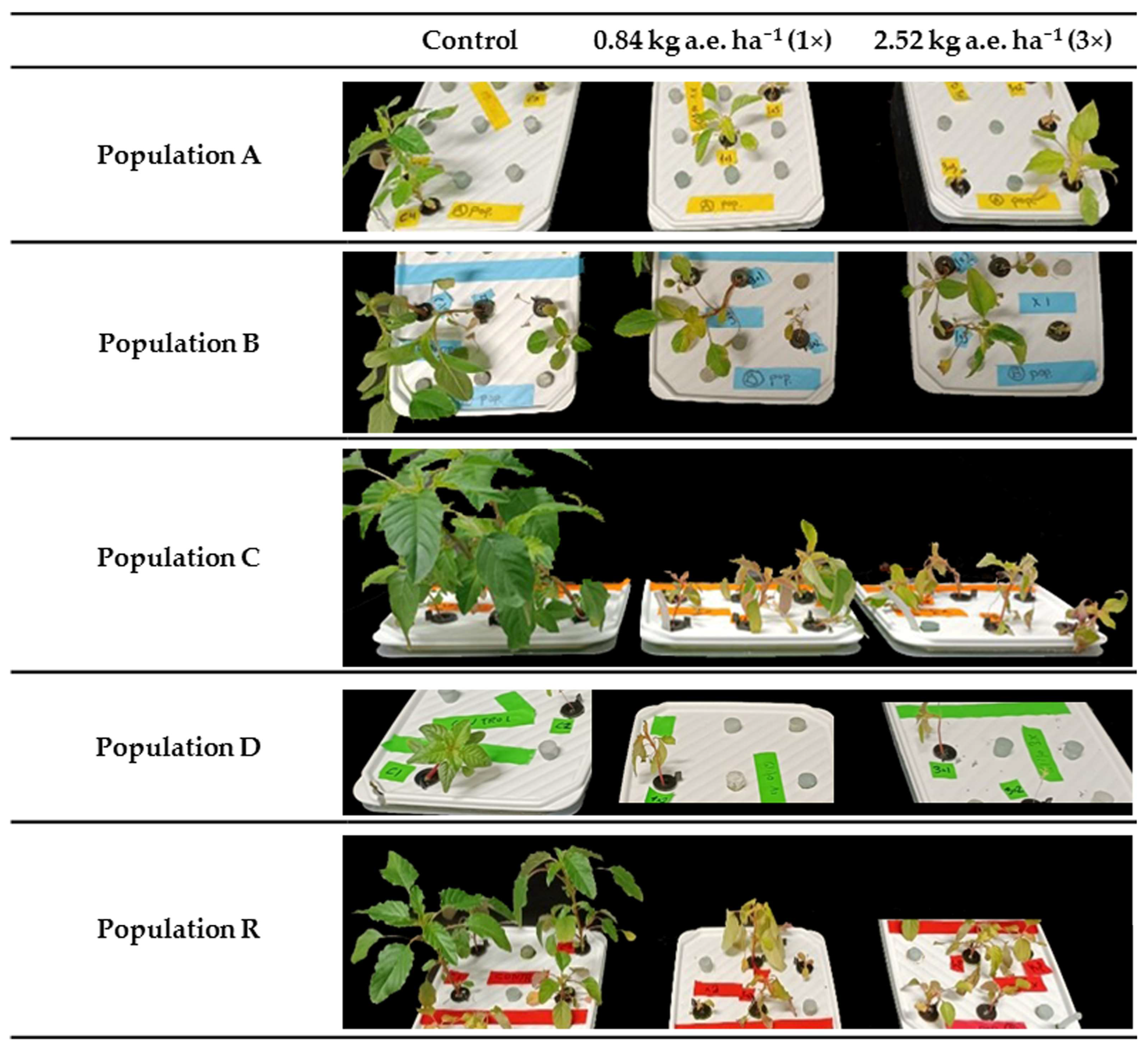 Plants 14 01505 g002