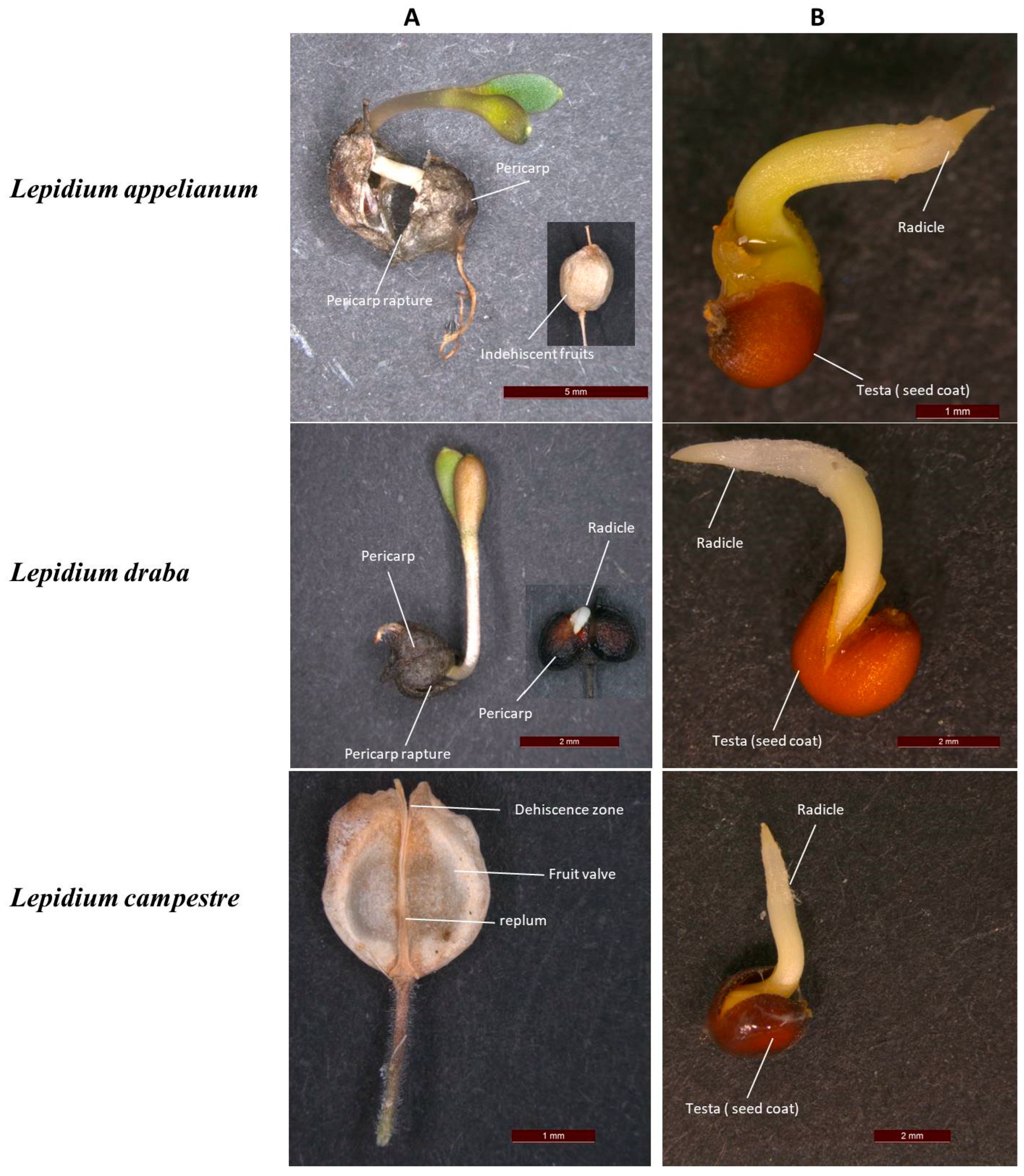 Plants 14 01517 g001